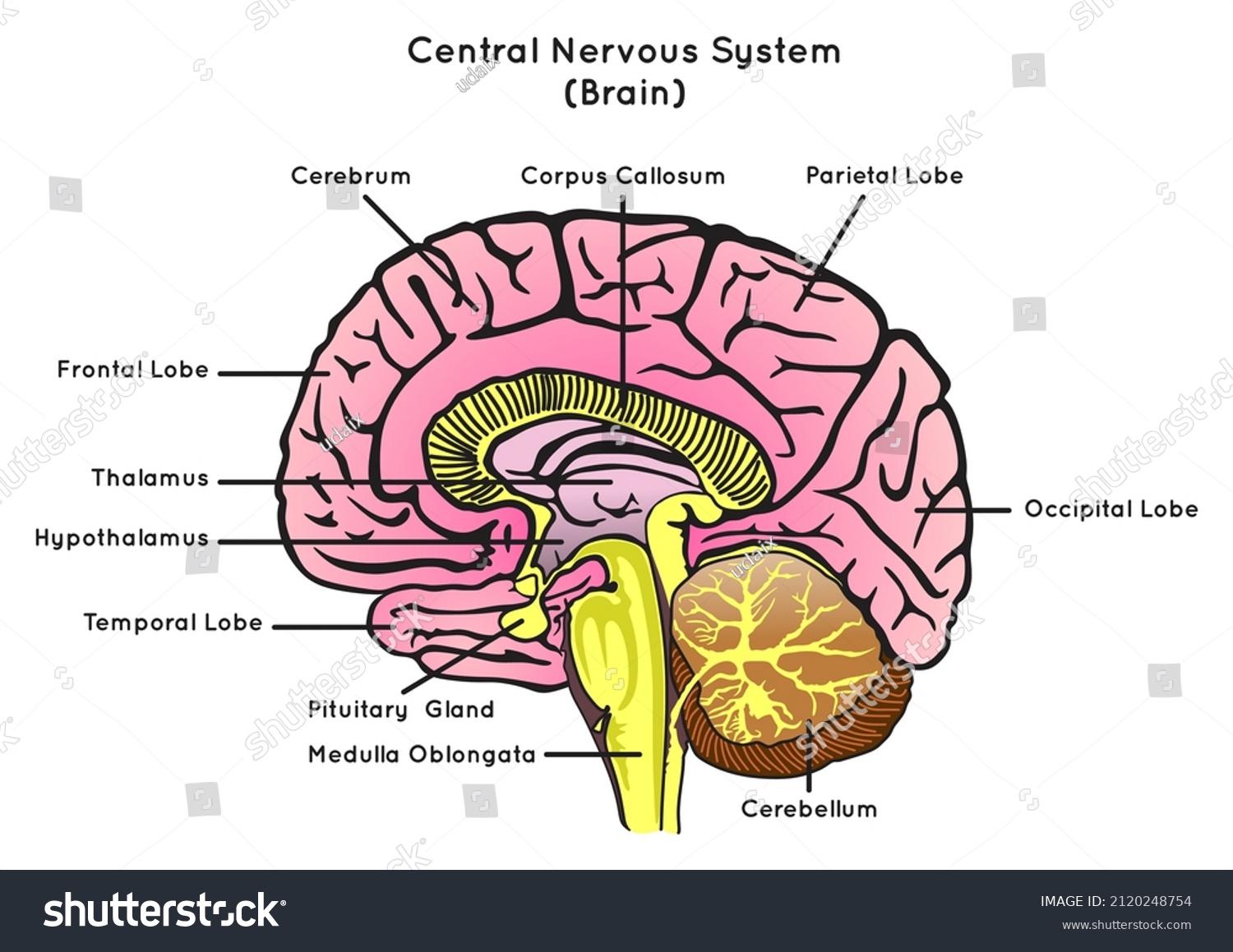 Human Brain Anatomy Sagittal Section Infographic Diagram Structure Part Porn Sex Picture