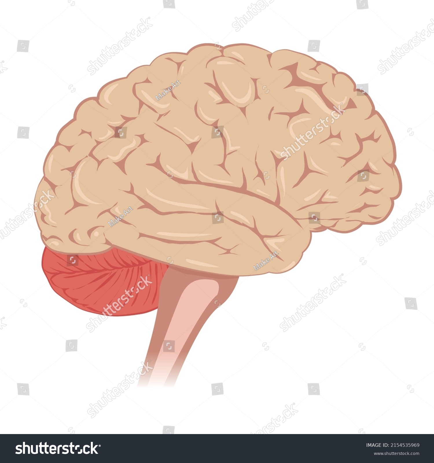 Human Brain Anatomy Side View Vector Stock Vector (Royalty Free ...