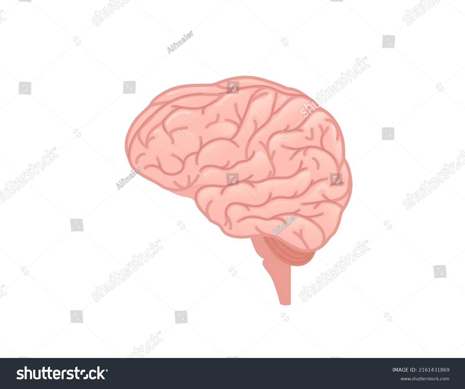 Human Brain Cartoon Design Human Organ Stock Vector Royalty Free Shutterstock