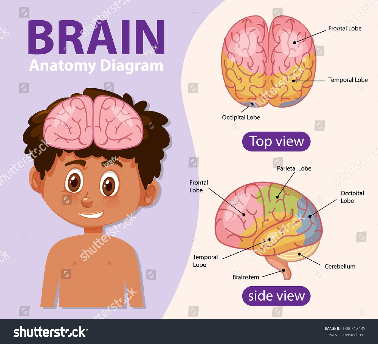 Human Brain Diagram Illustration Information Poster Stock Vector Human Brain Diagram Illustration Information Poster Stock Vector
