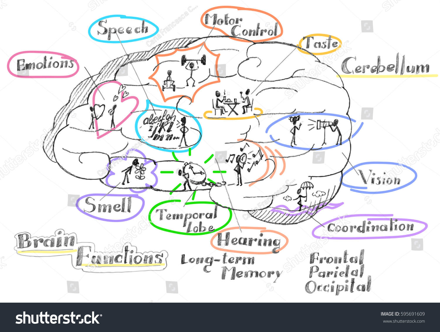 Human Brain Functions Vector Illustration Stock Vector Royalty Free