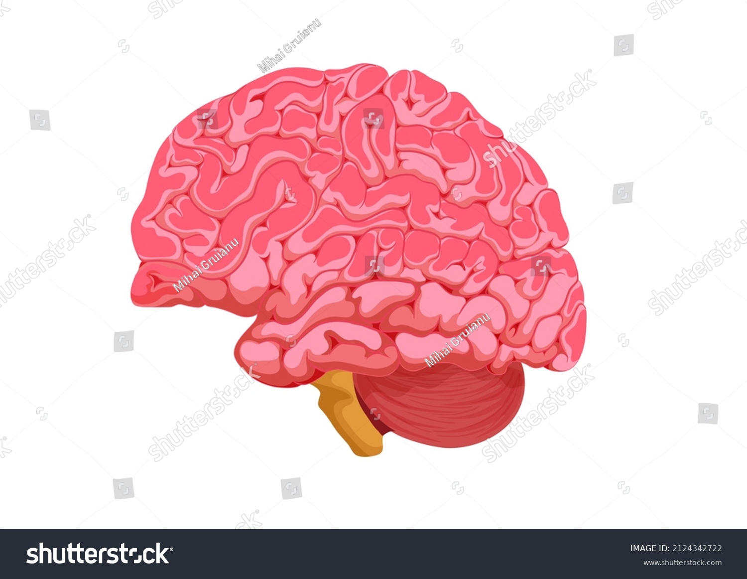 Human Brain Illustration Isolated On White Stock Vector (Royalty Free ...