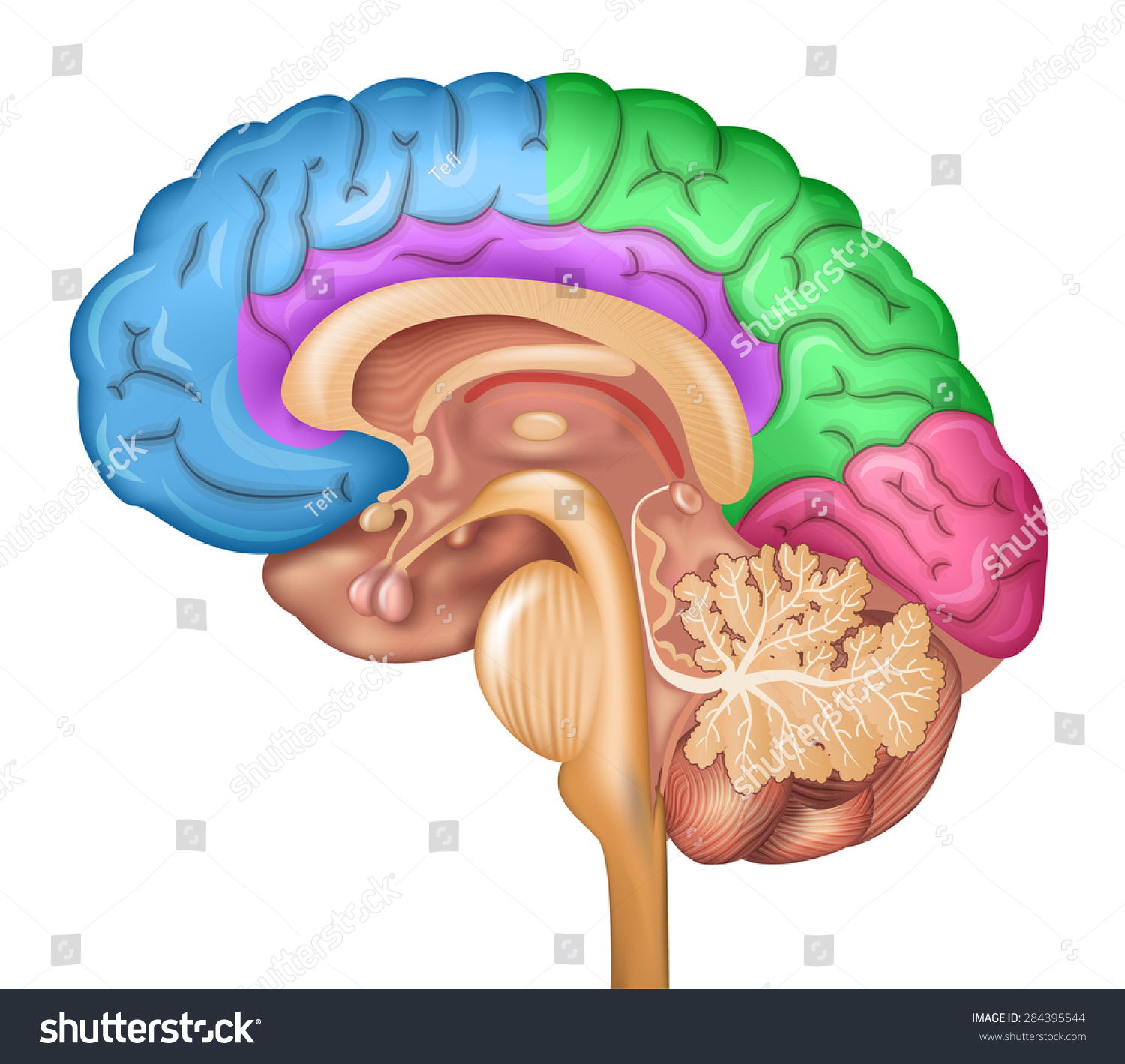 Human Brain Lobes Beautiful Colorful Illustration Stock Vector ...