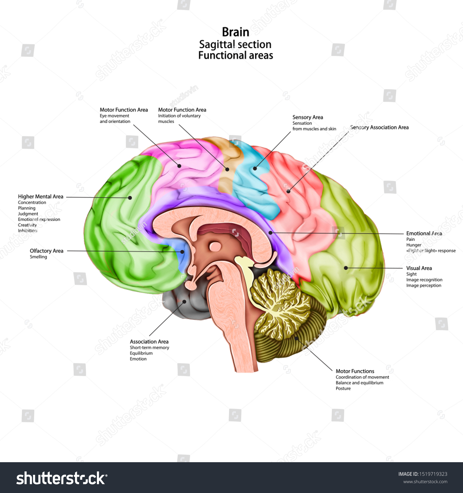 Sagittal Cross Section Brain 6282