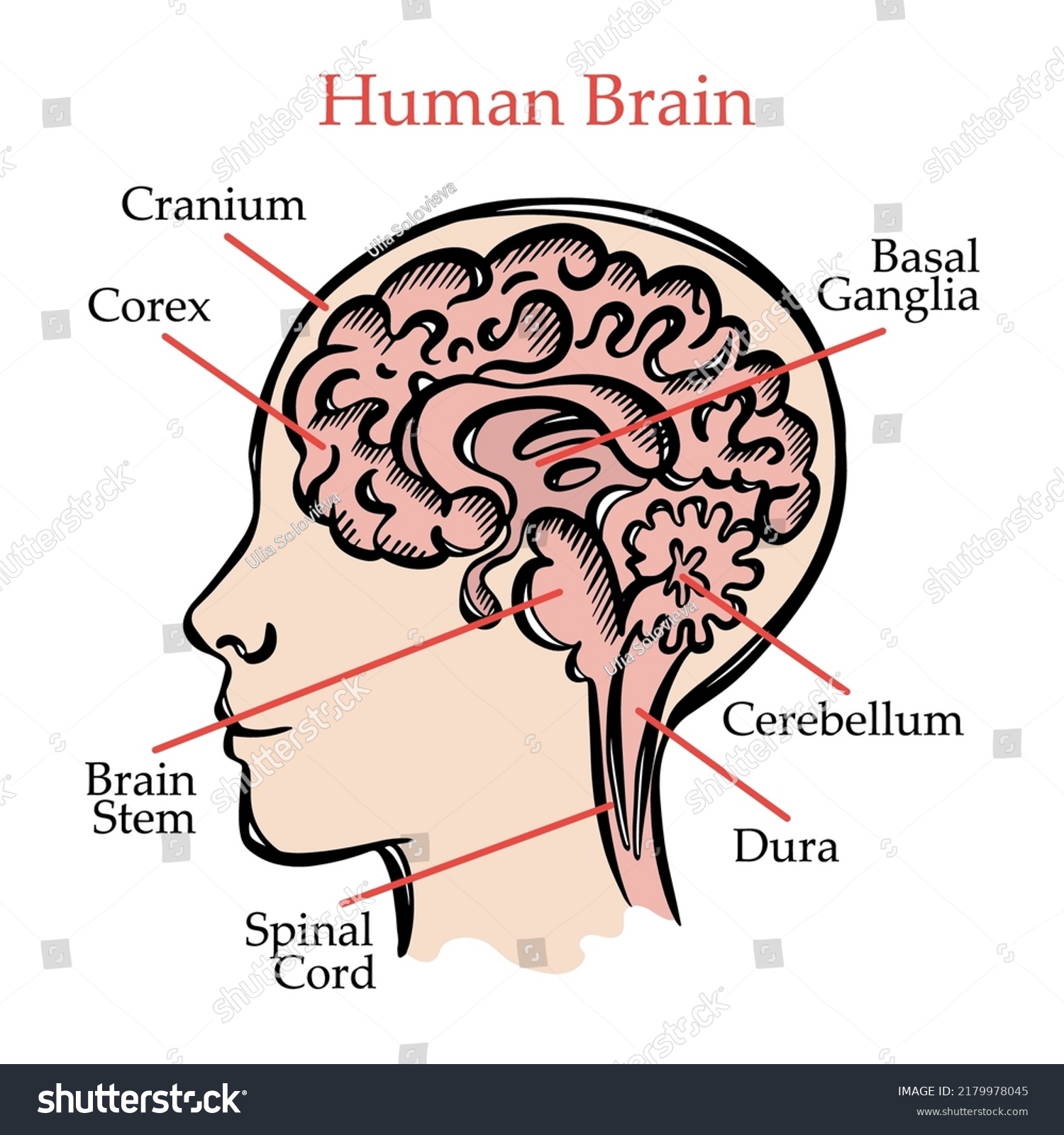 Human Brain Scheme General Layout Chart Stock Vector (Royalty Free ...