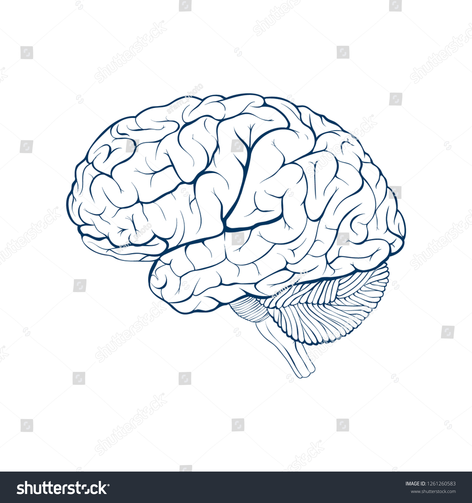 Human Brain Side View Isolated Vector เวกเตอร์สต็อก ปลอดค่าลิขสิทธิ์ 1261260583 Shutterstock 8338