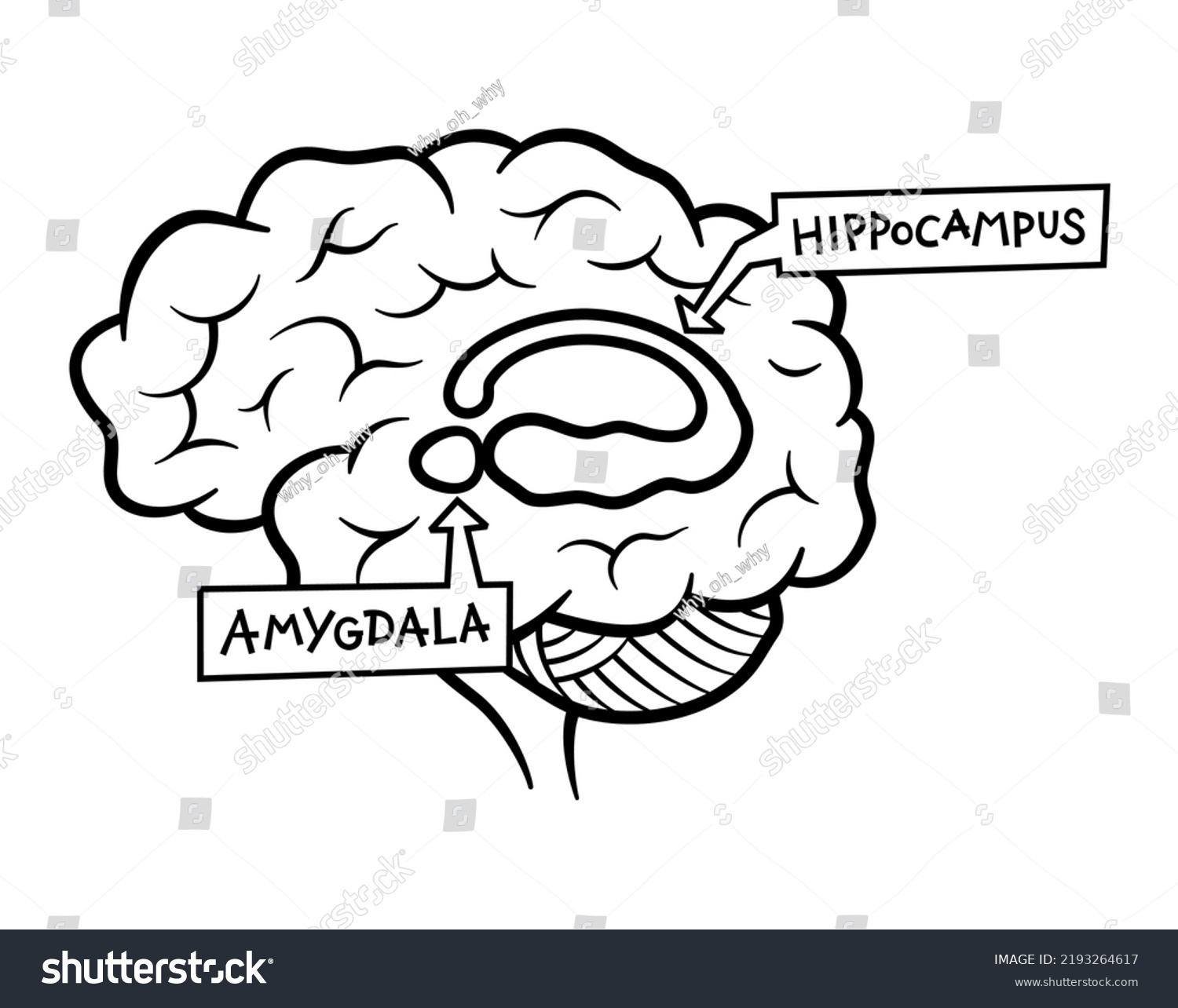 SVG of Human brain structure anatomy illustration: hippocampus and amygdala svg