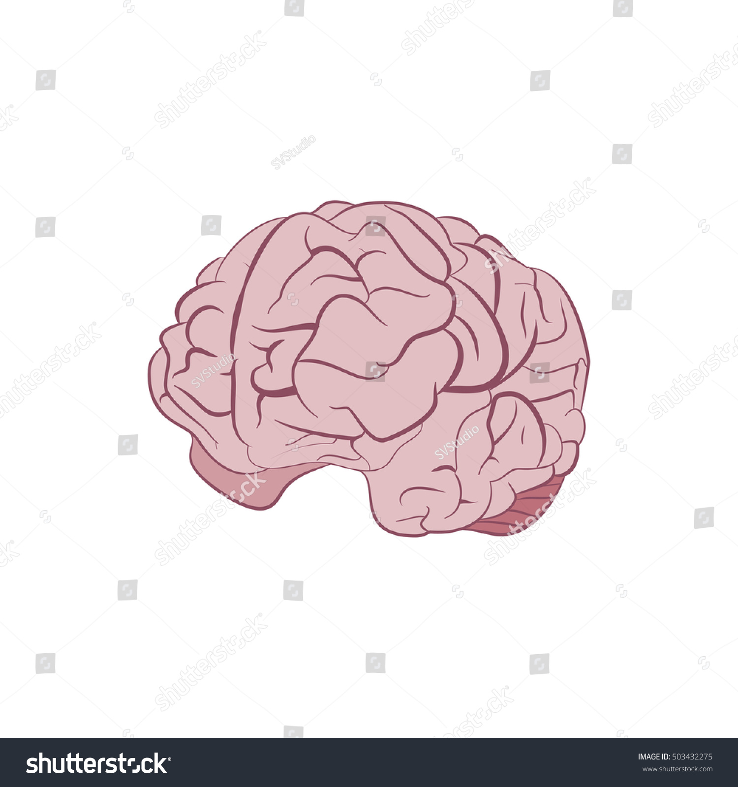 Human Brain Vector Stock Vector (Royalty Free) 503432275 | Shutterstock