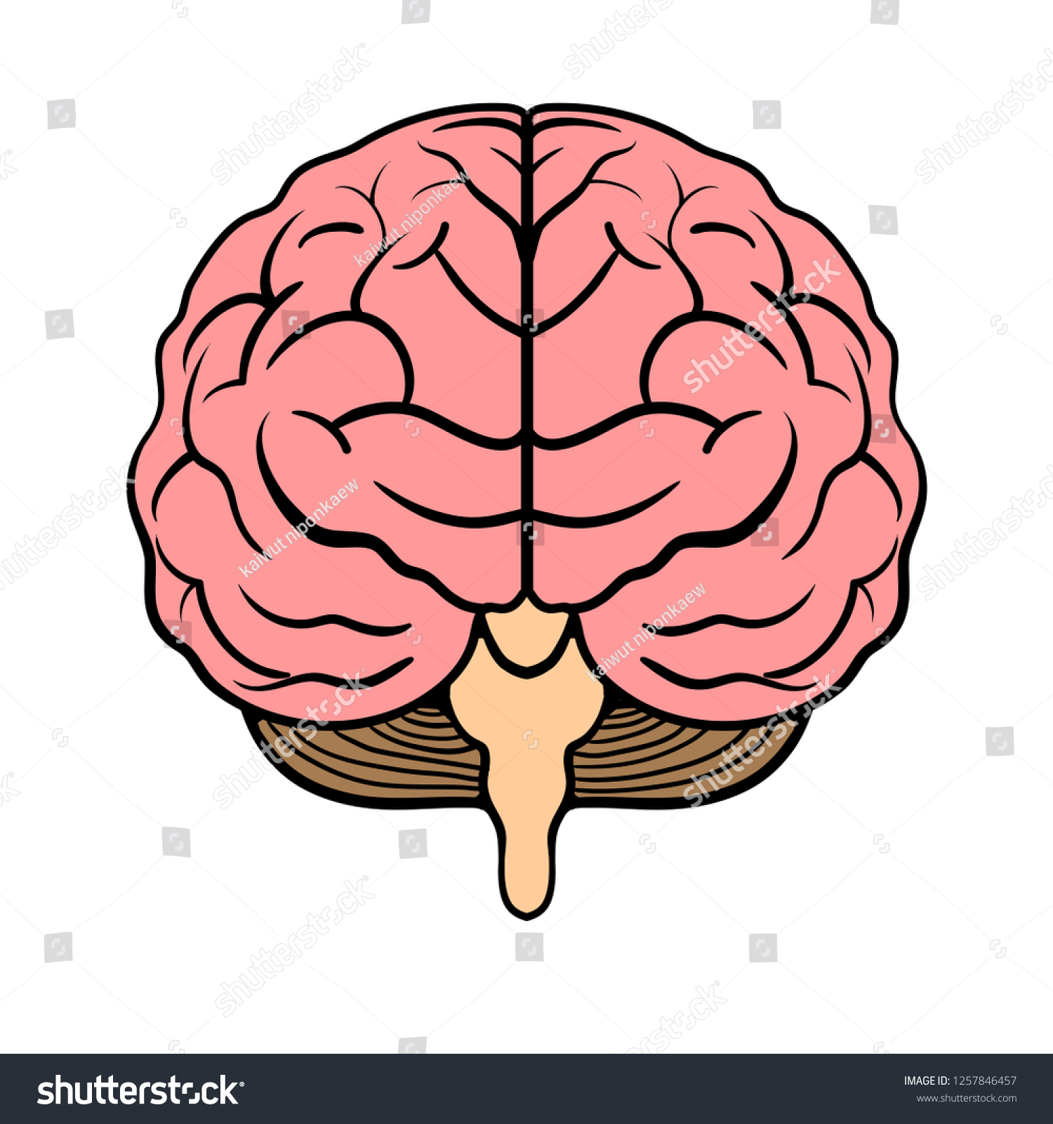 Human Brain Vector Illustration Front View Stock Vector (Royalty Free ...