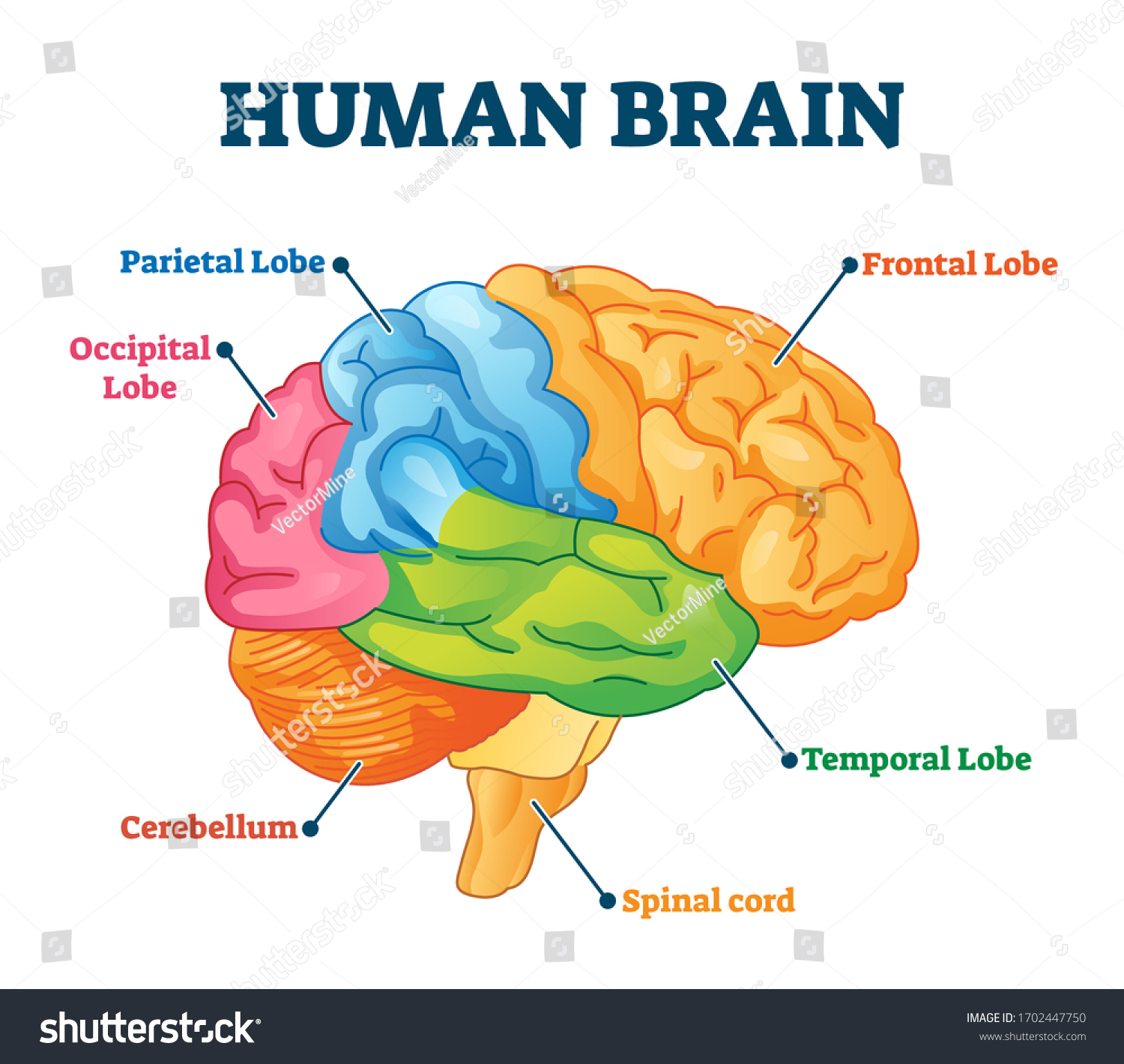 人間の脳のベクターイラスト ラベルと解剖学的教育ヘッドオルガンの部分は 色で区切られたスキームです 頭頂葉 前頭葉 後頭葉 側頭葉 脊髄 小脳の図 のベクター画像素材 ロイヤリティフリー