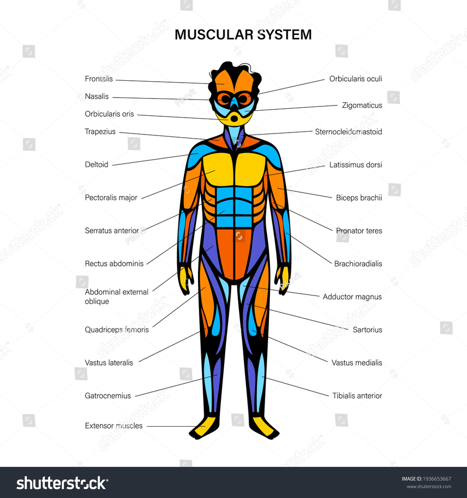 Human Child Muscular System Infographic Anatomical Stock Vector ...