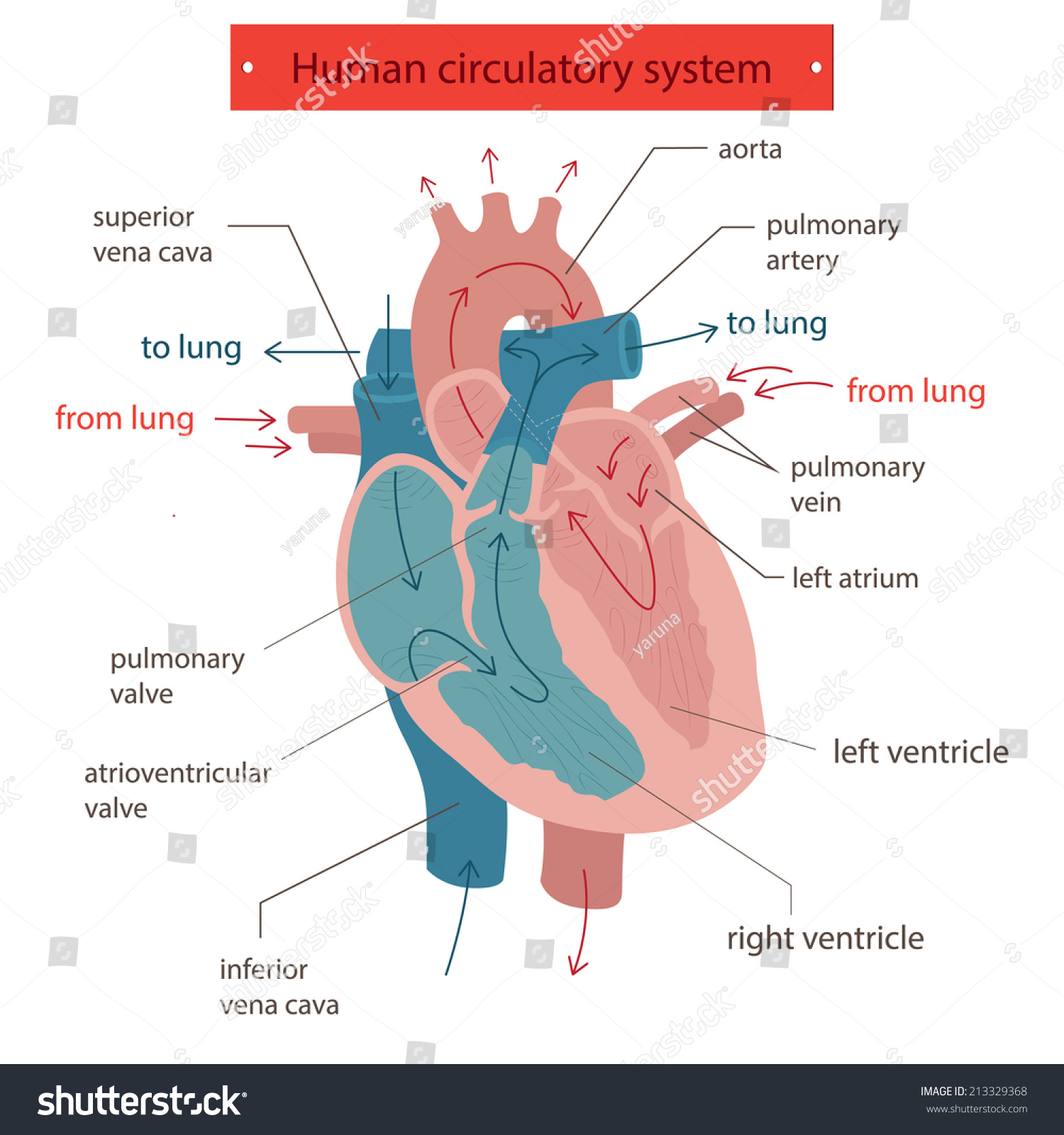 Human Circulatory System. Stock Vector Illustration 213329368 ...