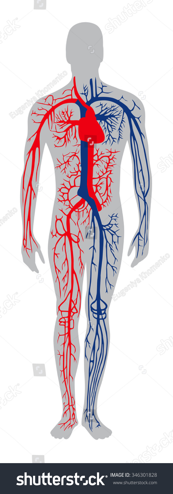 Human Circulatory System Stock Vector (Royalty Free) 346301828 ...