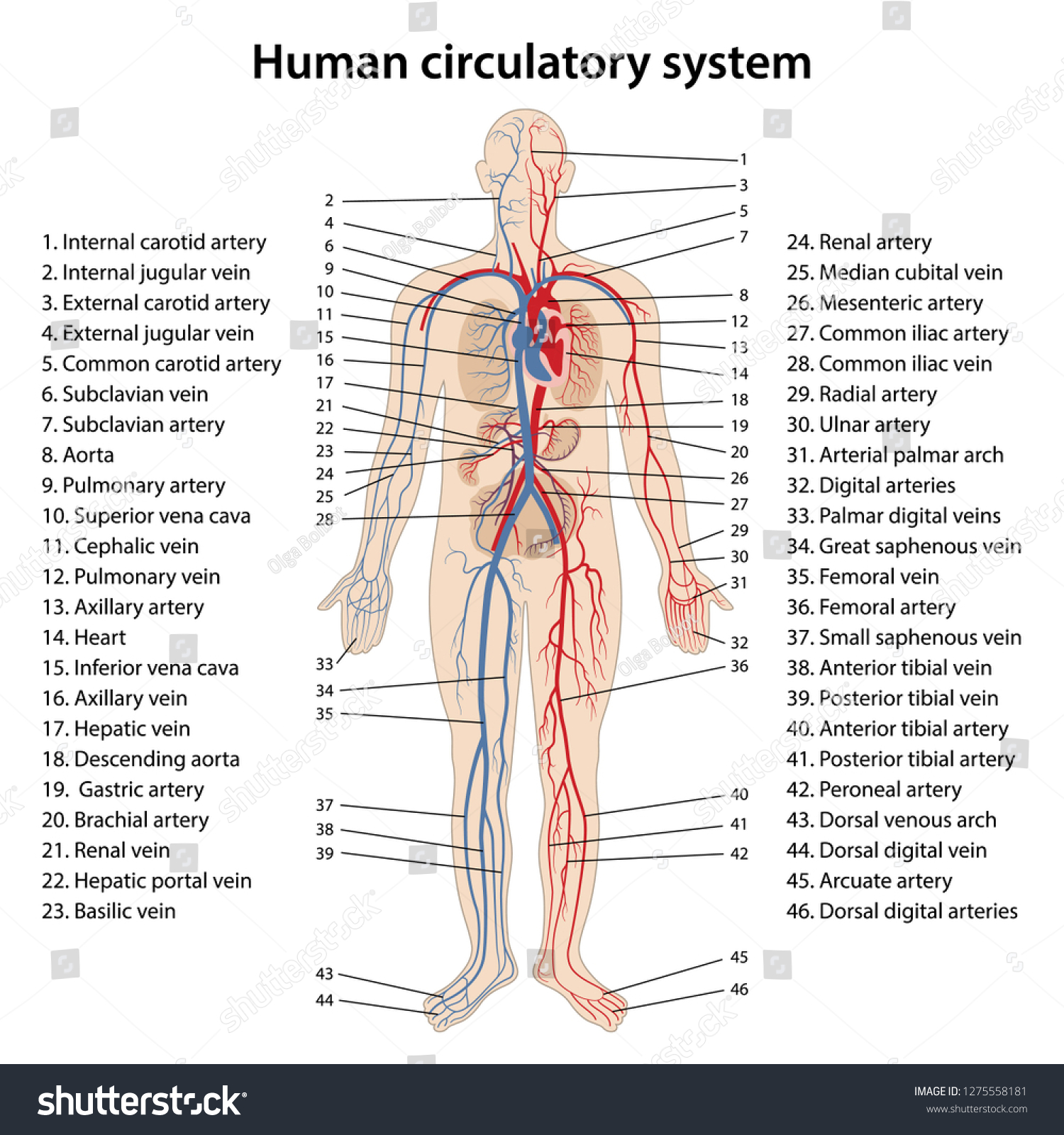 Human Circulatory System Diagram Circulatory System Stock Vector Royalty Free 1275558181
