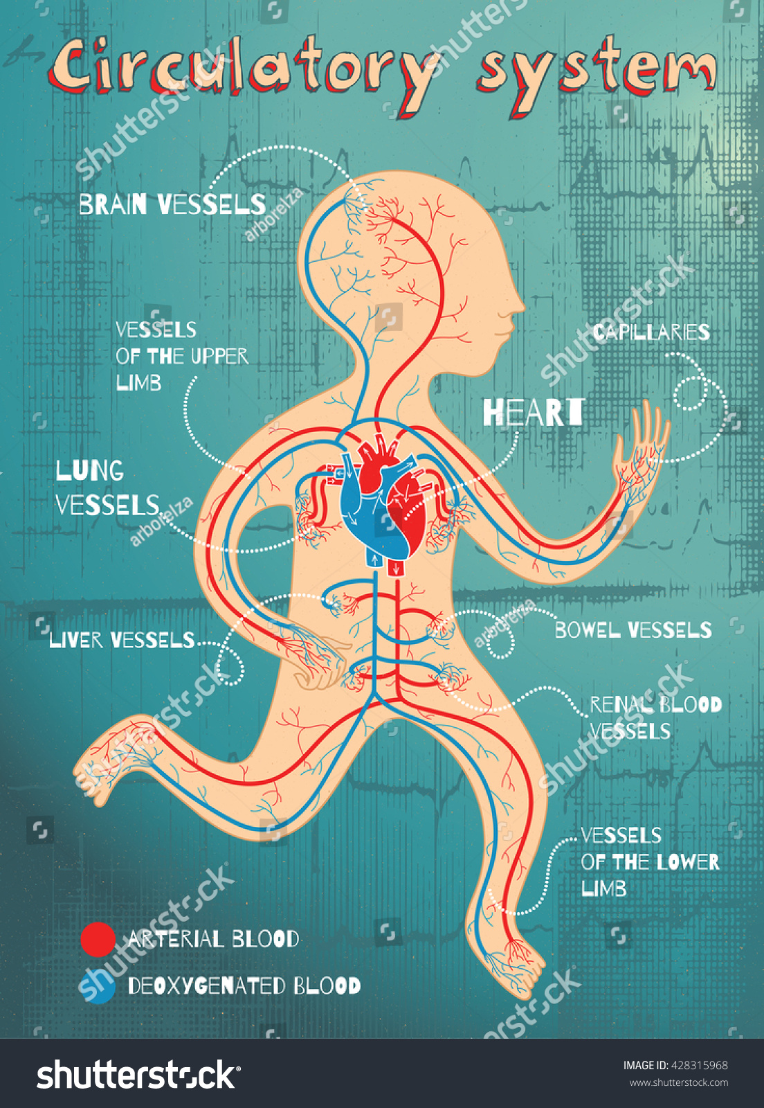 Human circulatory system for kids. Vector color cartoon illustration. Human cardiovascular anatomy scheme.
