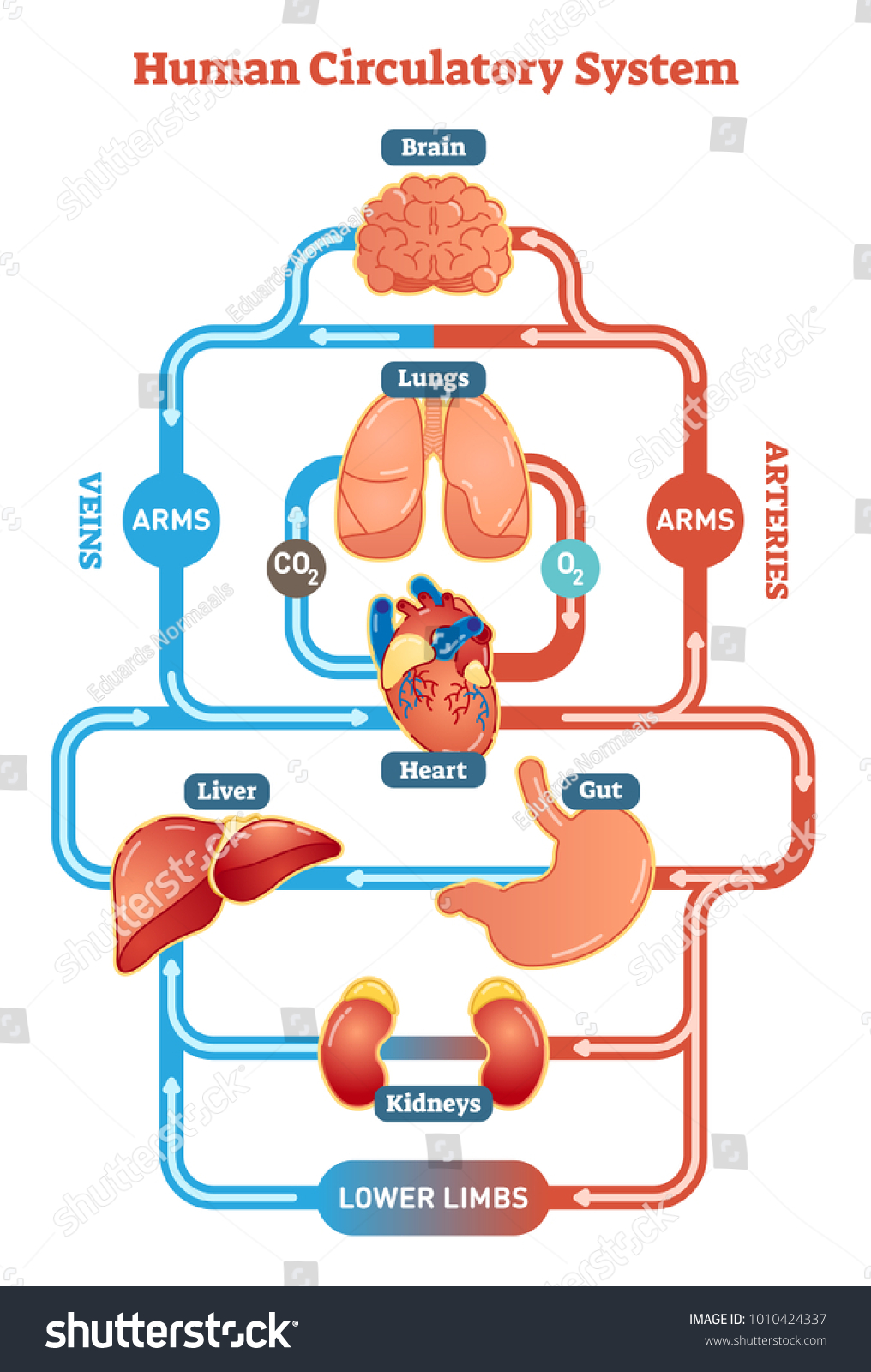 Systemic Circulation Images Stock Photos Vectors Shutterstock Systemic Circulation Images Stock Photos Vectors Shutterstock