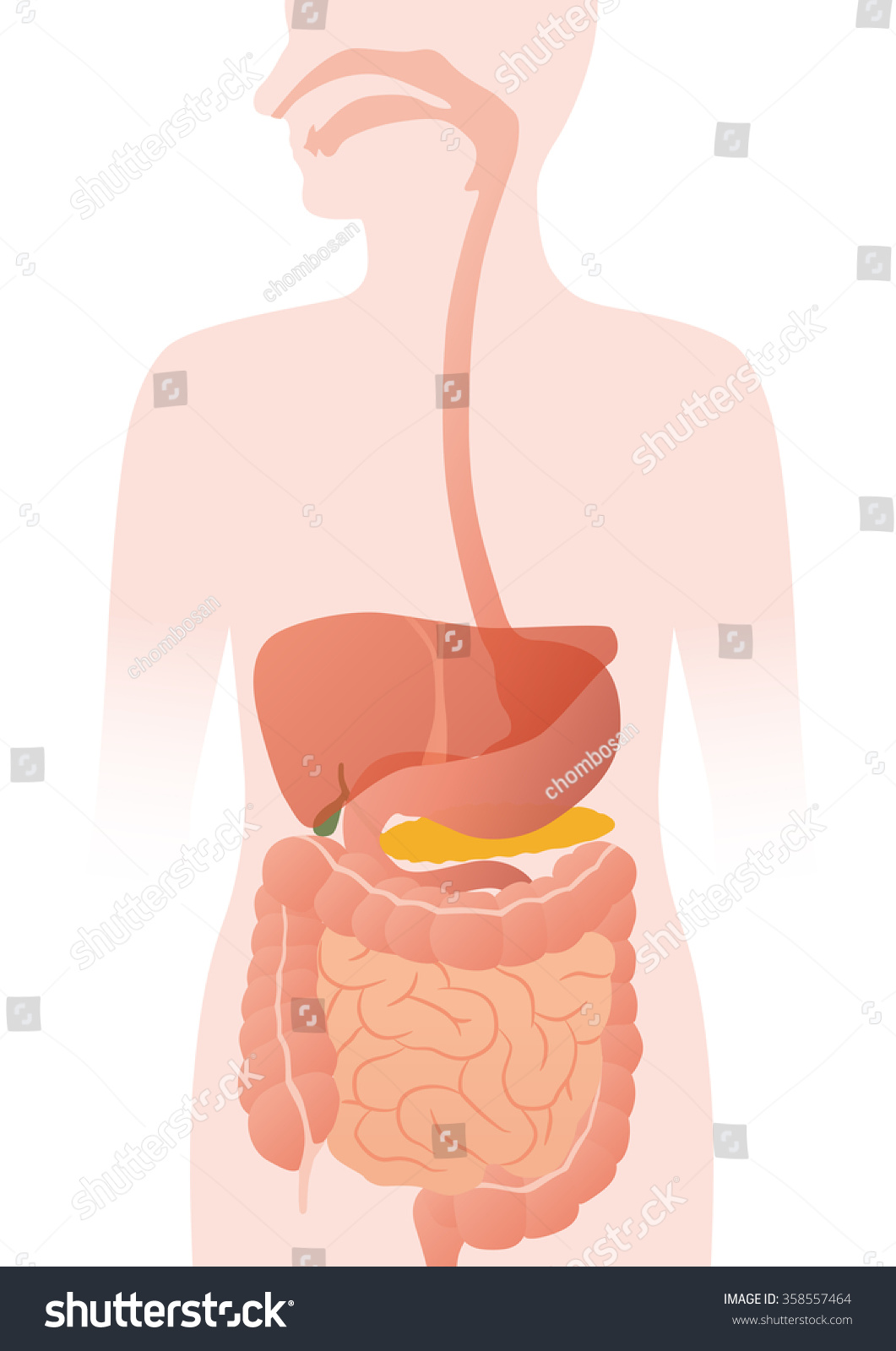 Human Digestive Organs Vector Illustration Stock Vector (Royalty Free ...