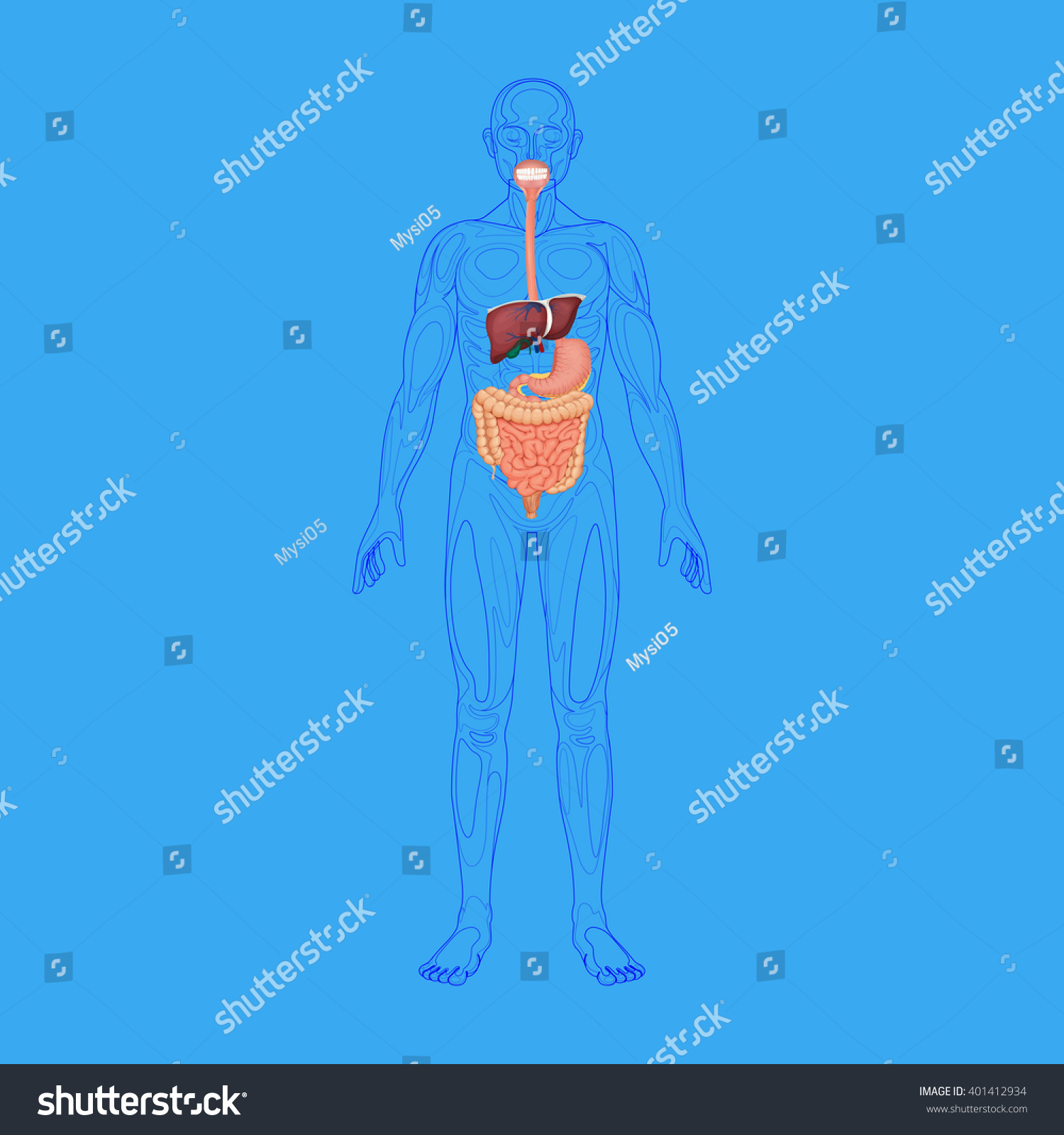 Human Digestive System Stock Vector Illustration 401412934 : Shutterstock