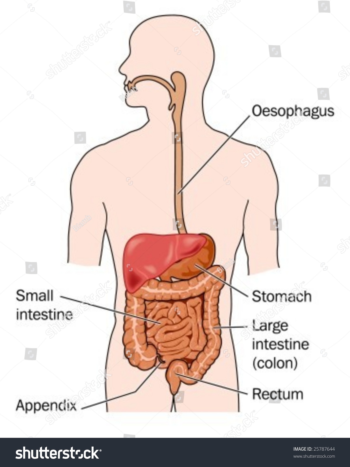 Labeling Pictures Of Digestive System 92