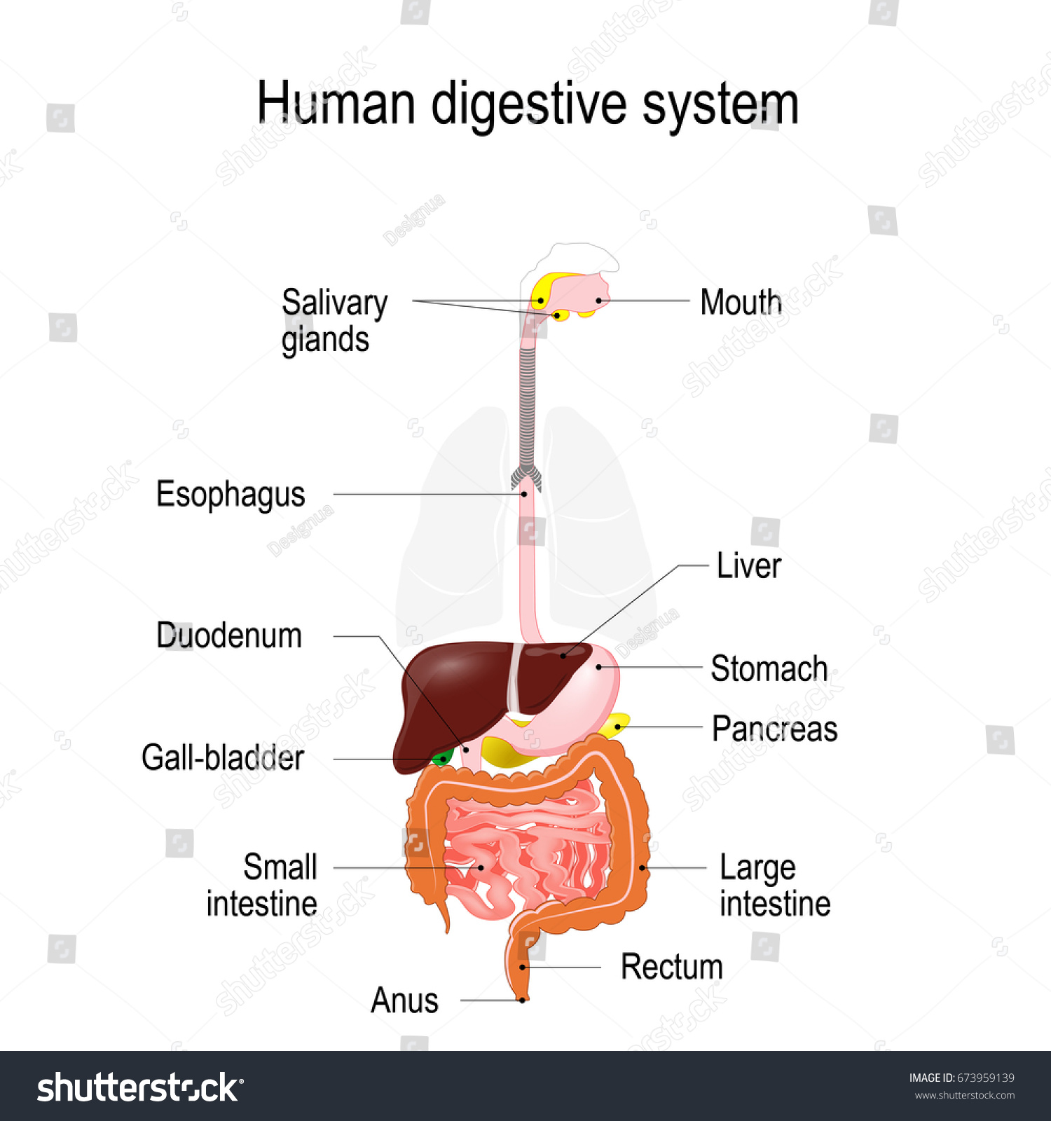 Human Digestive System Location Gastrointestinal Tract Stock Vector Royalty Free