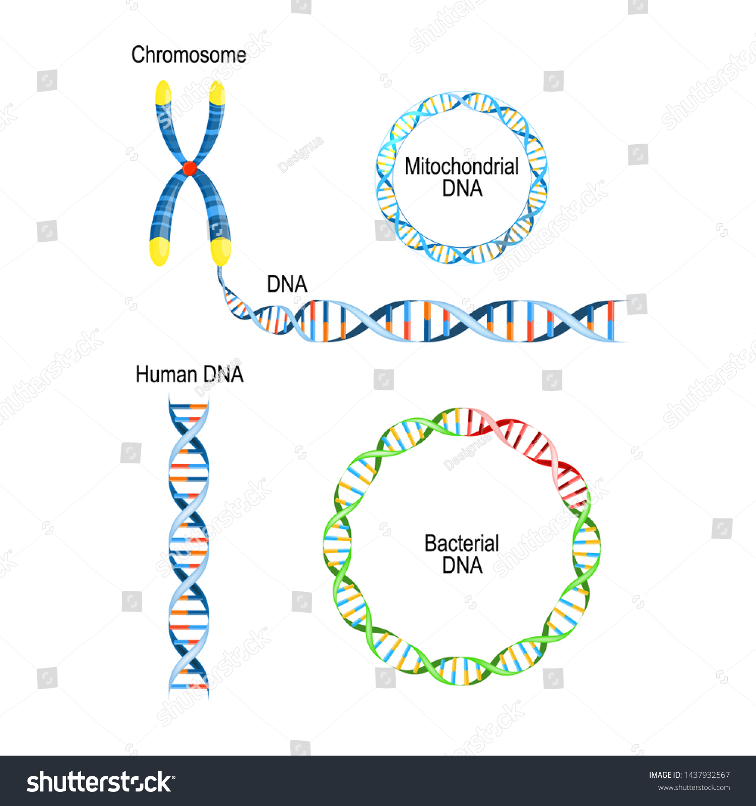 13 Circular bacterial chromosome Images, Stock Photos & Vectors ...
