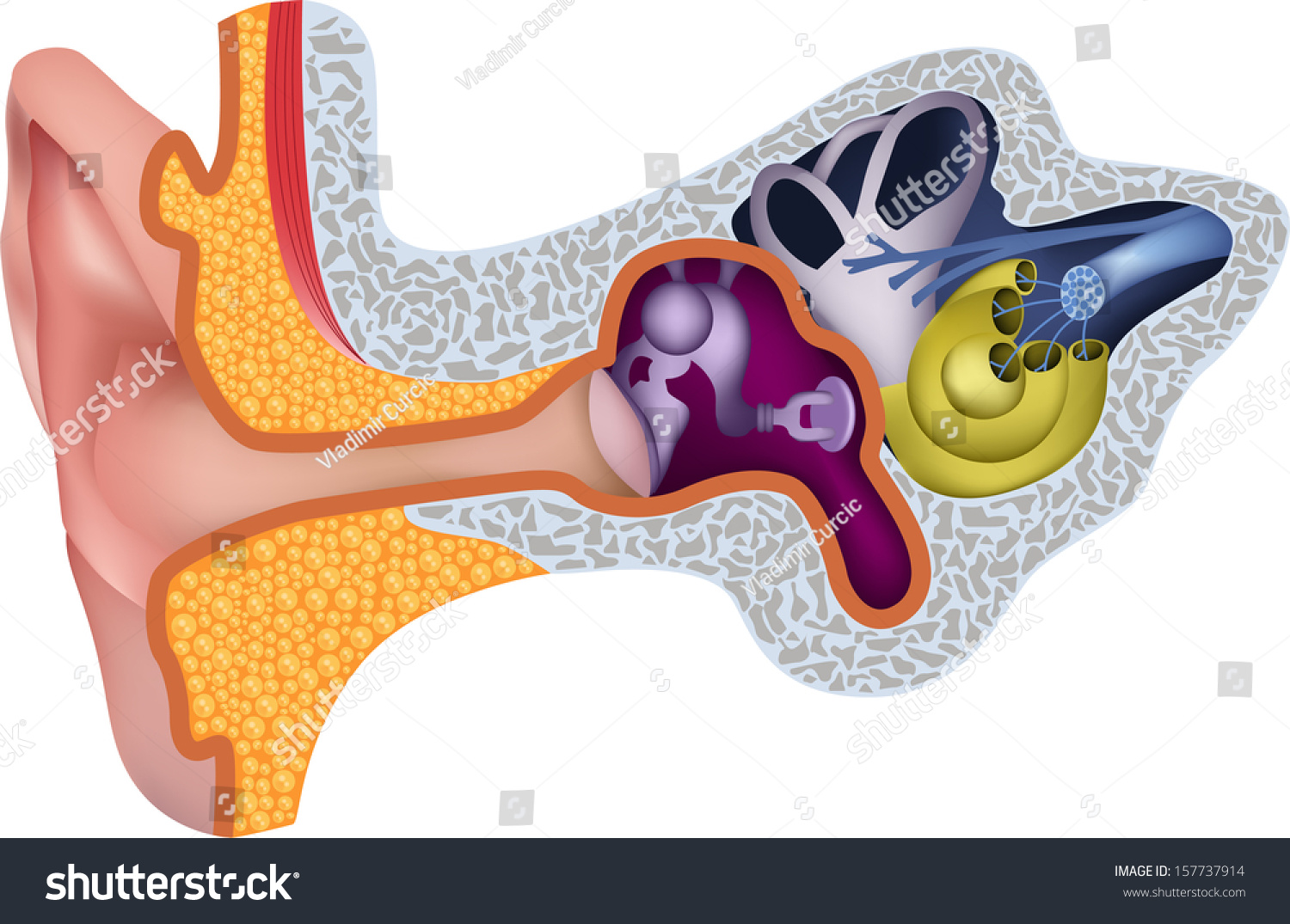 Human Ear Anatomy Stock Vector (Royalty Free) 157737914 | Shutterstock