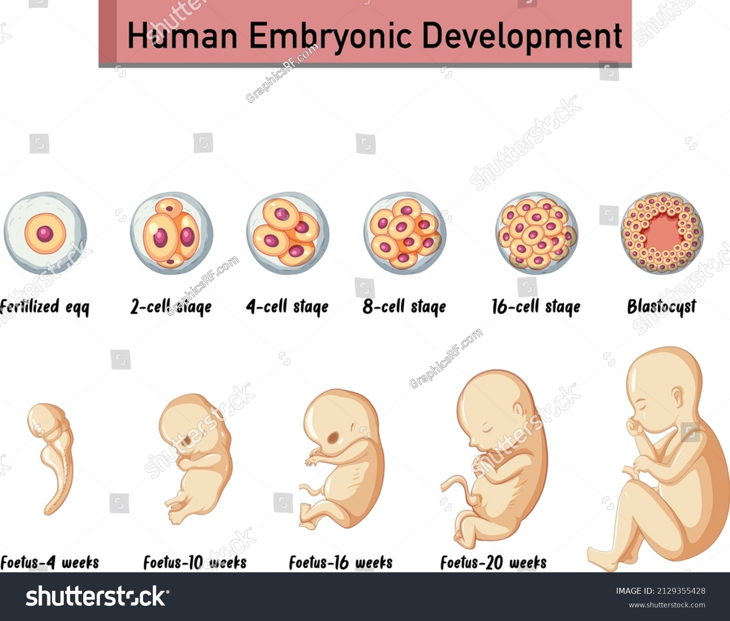 Human Embryonic Development Human Infographic Illustration Stock Vector