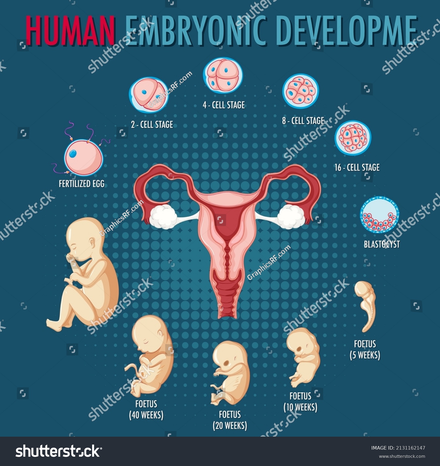 Human Embryonic Development Human Infographic Illustration Stock Vector Royalty Free 