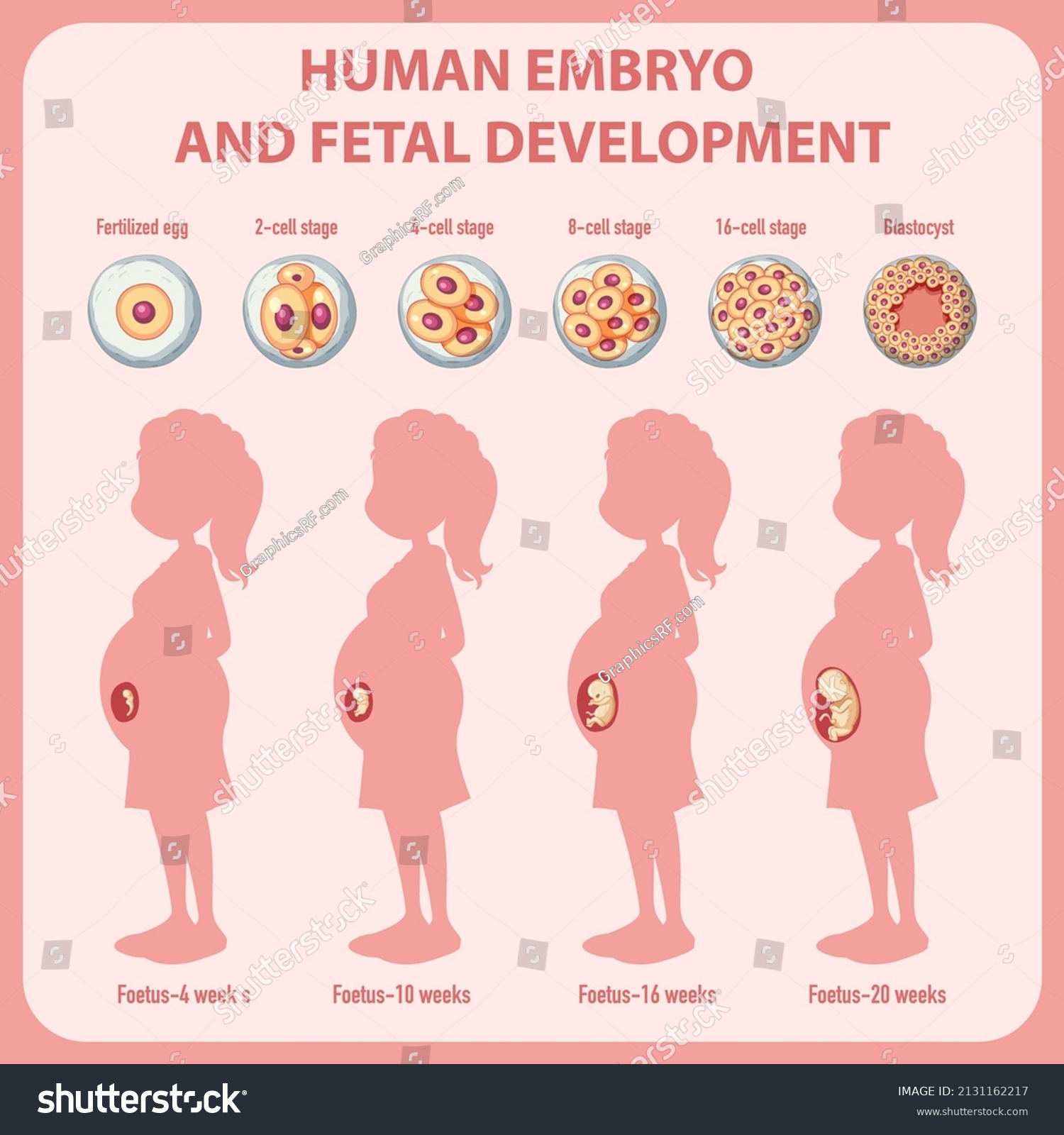 Human Embryonic Development Human Infographic Illustration Stock Vector Royalty Free 