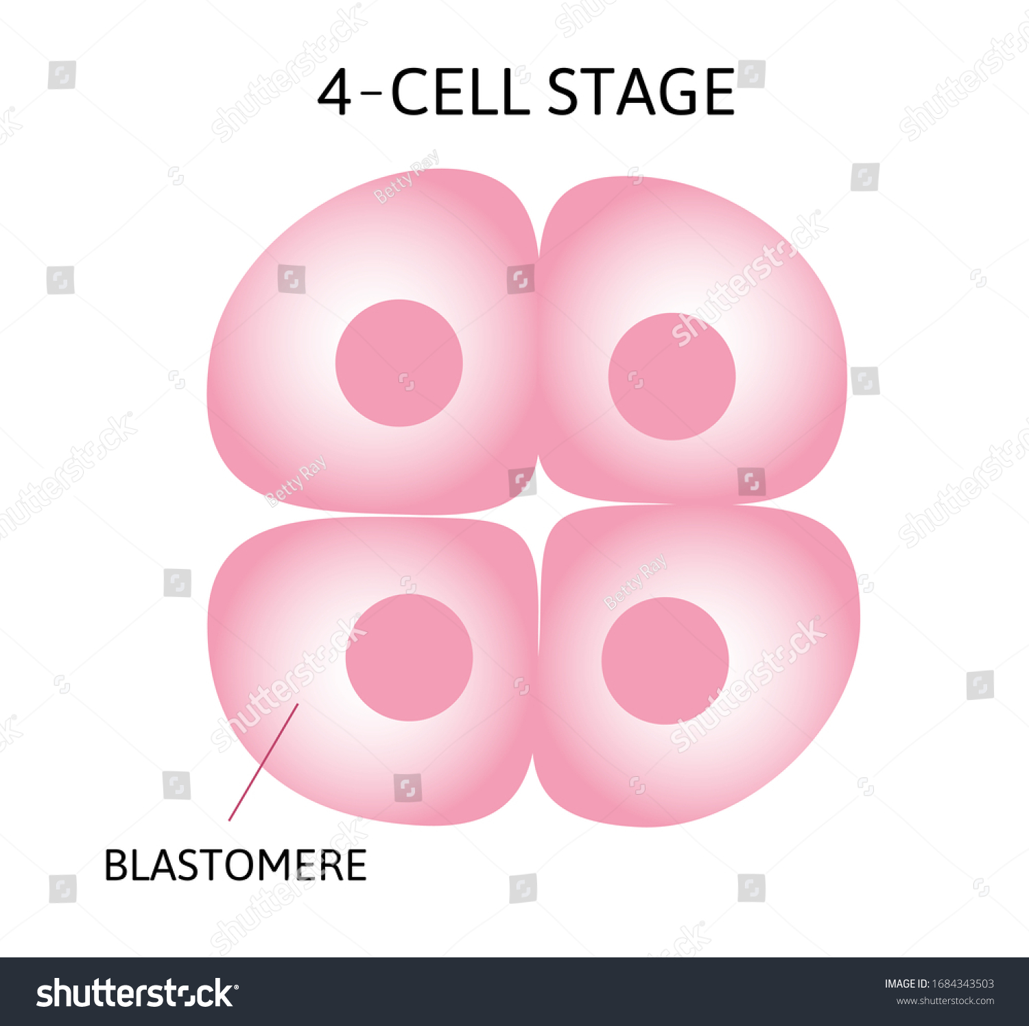 ヒトの胚発生、または、接合体から原腸胚に至るヒトの胚発生。4セルステージ。ベクター画像医療イラスト