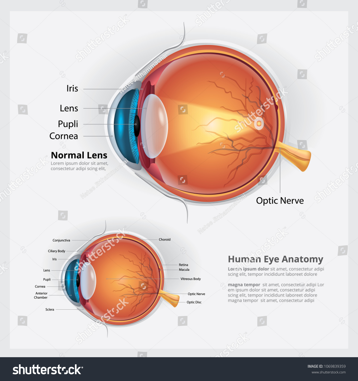 Vektor Stok Human Eye Anatomy Normal Lens Vector Tanpa Royalti 1069839359 Shutterstock