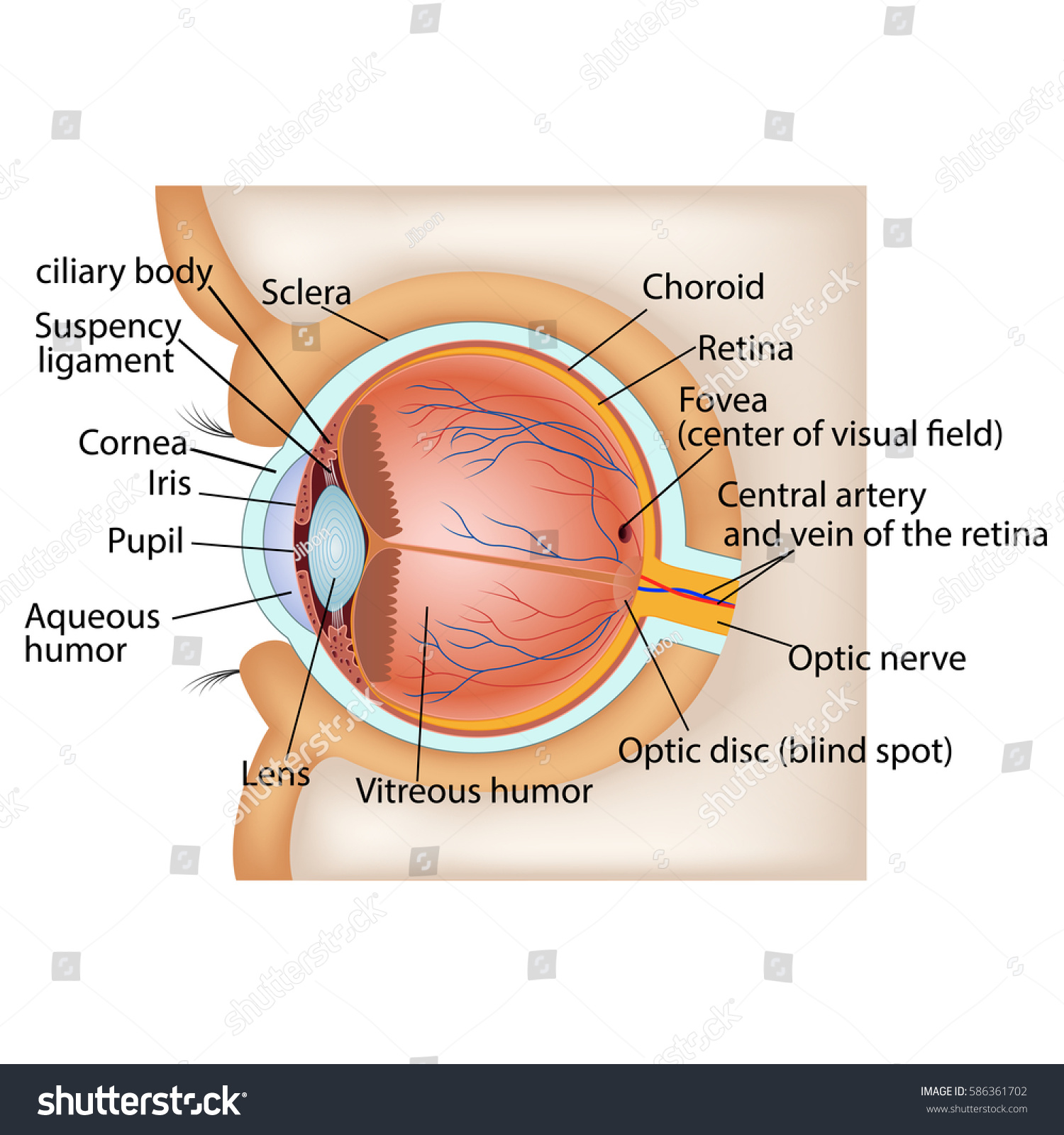 Download Human Eye Anatomy Vector Illustration Stock Vector ...