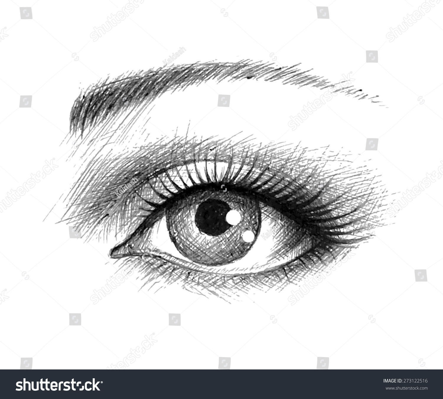 Human Eye - Vector Illustration - 273122516 : Shutterstock