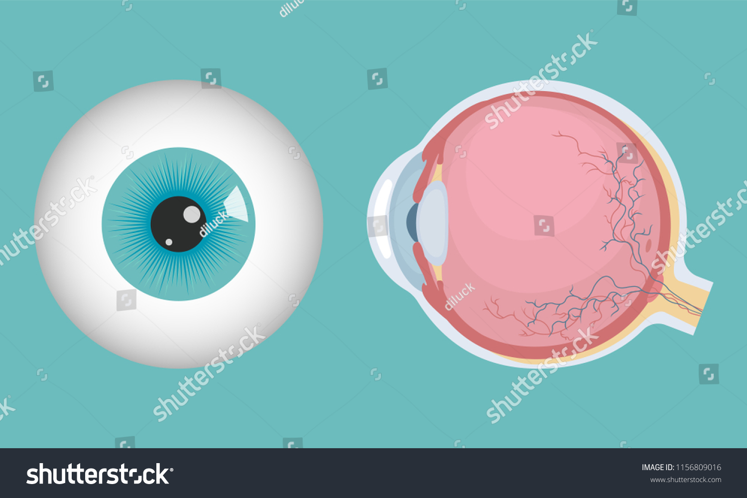 105,383 Eye medical illustrator Images, Stock Photos & Vectors