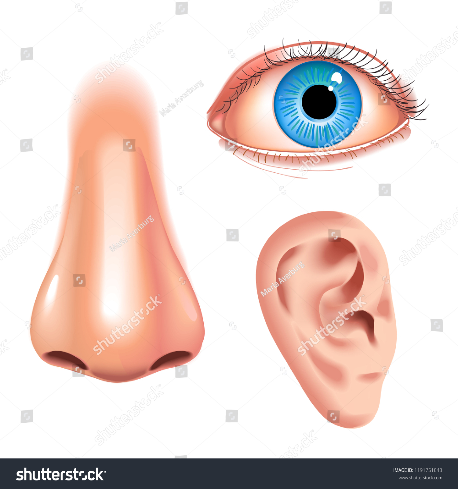 Human Face Parts 3 Sense Organs Stock Vector Royalty Free 1191751843