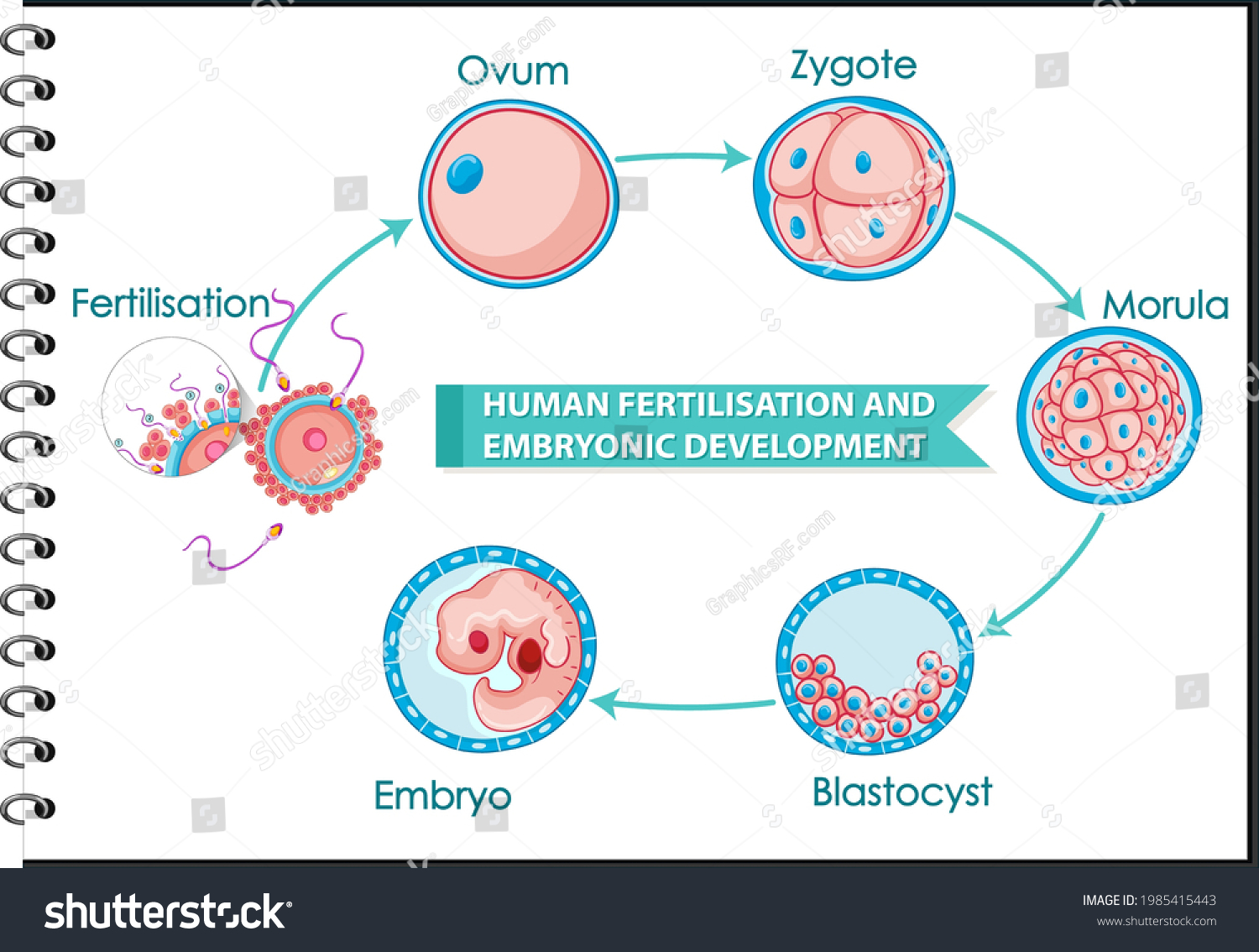 1,289 Fertilisation in human Images, Stock Photos & Vectors | Shutterstock