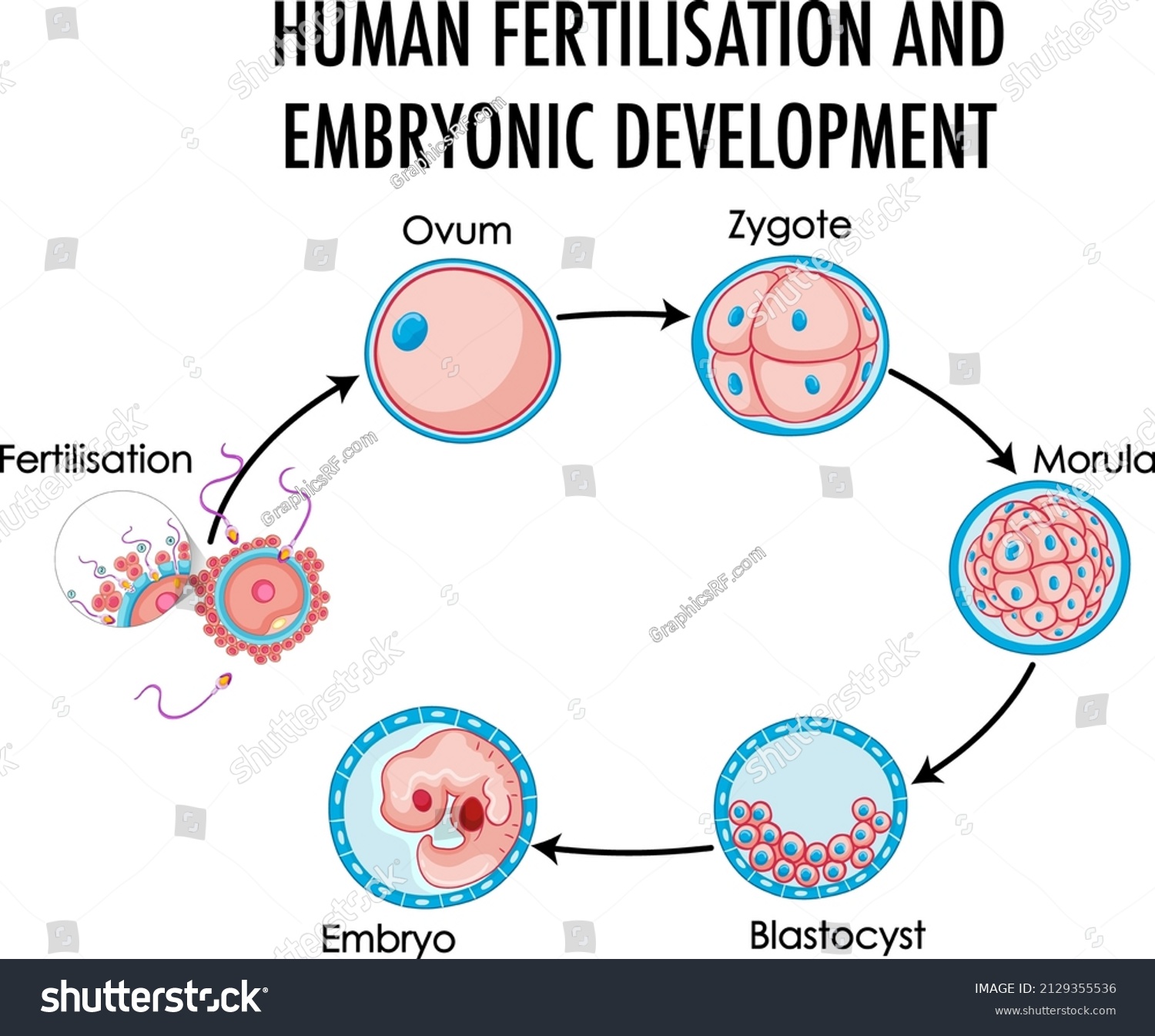 Human Fertilisation Embryonic Development Human Infographic Stock ...