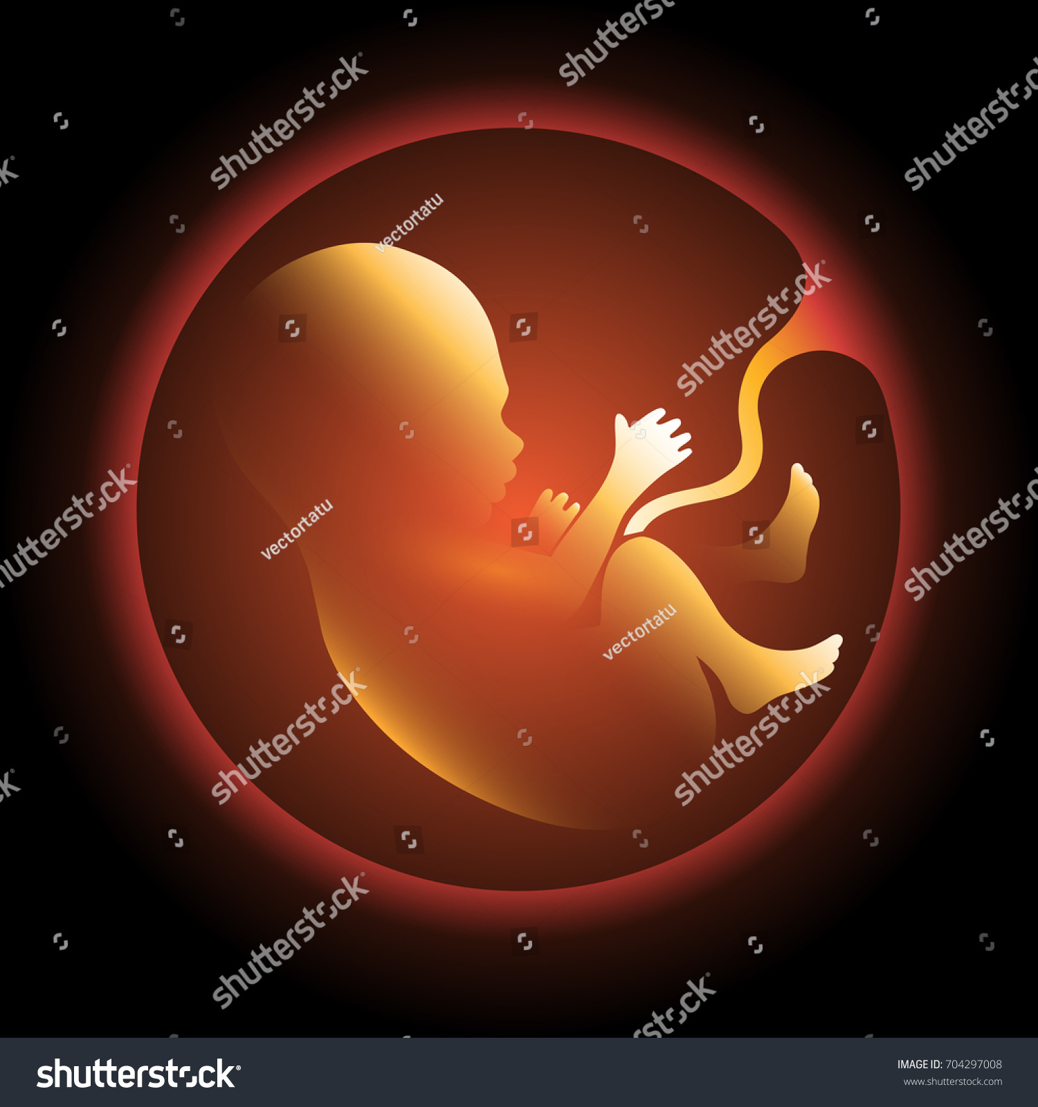 Human Fetus Utero Vector Illustration Pregnant Stock Vector Royalty Free