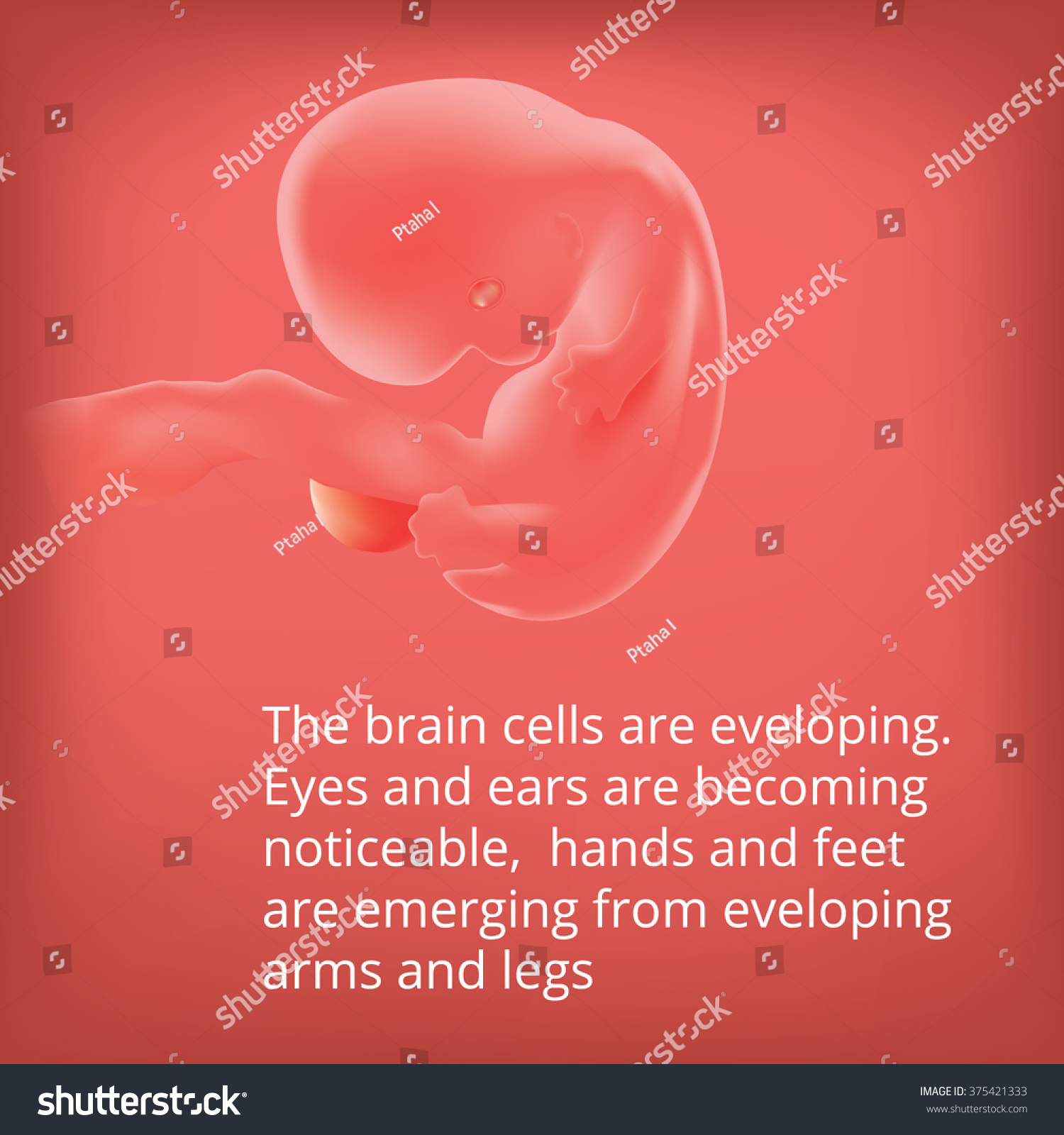 Human Fetus Inside Womb Fetus Stages Stock Vektorgrafik Lizenzfrei