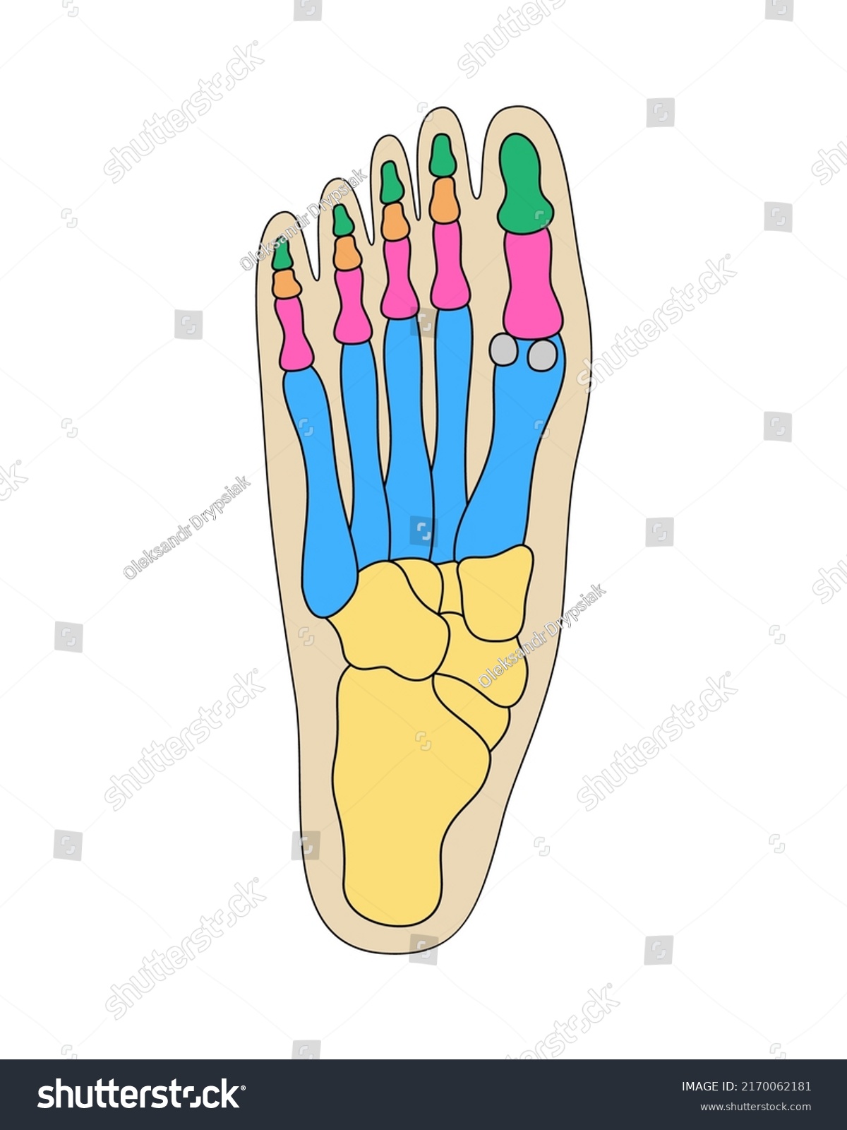 Human Foot Bones Anatomy Colored Foot Stock Vector (Royalty Free ...