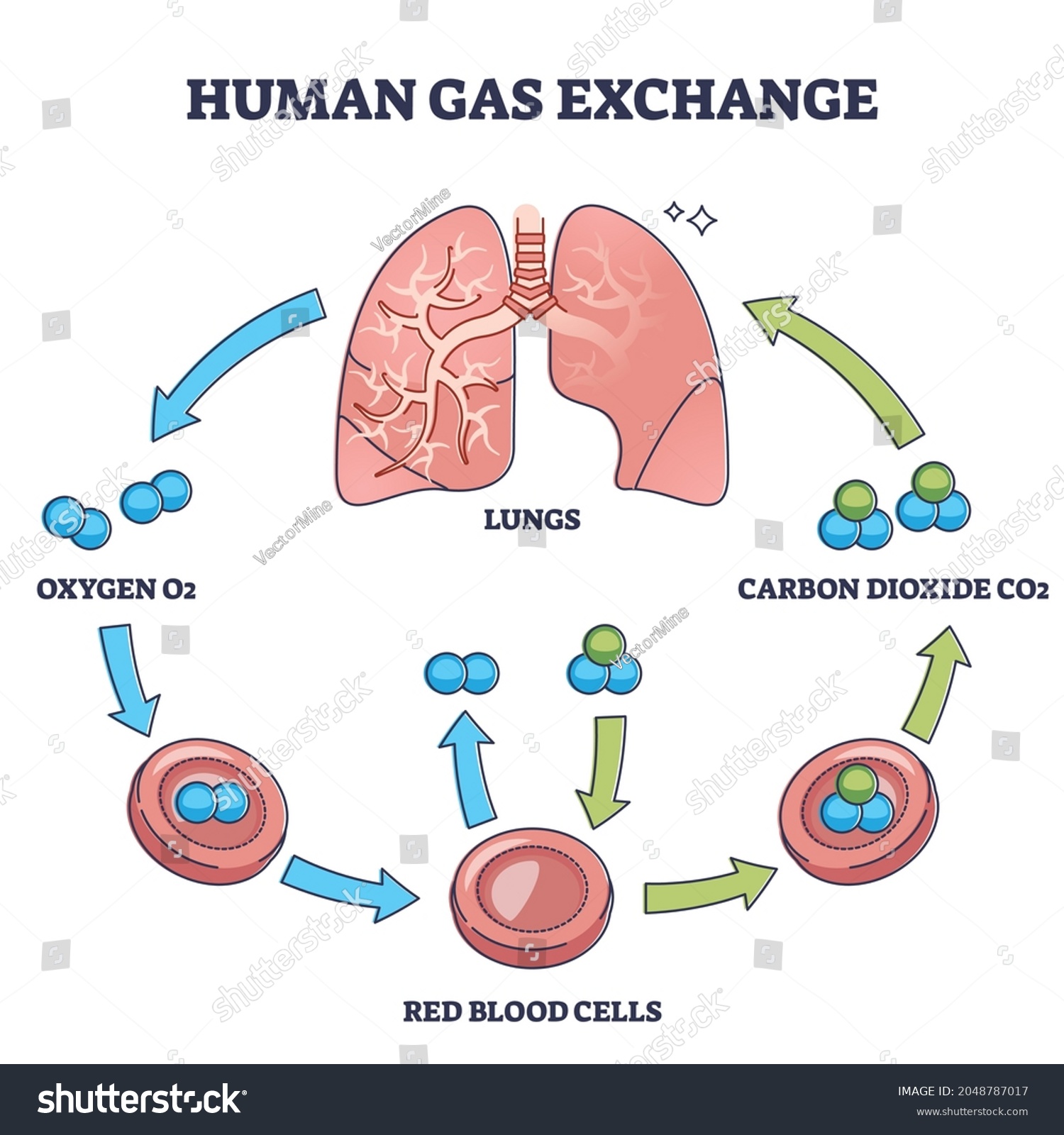 Human Gas Exchange Process Oxygen Cycle Stock Vector (Royalty Free ...