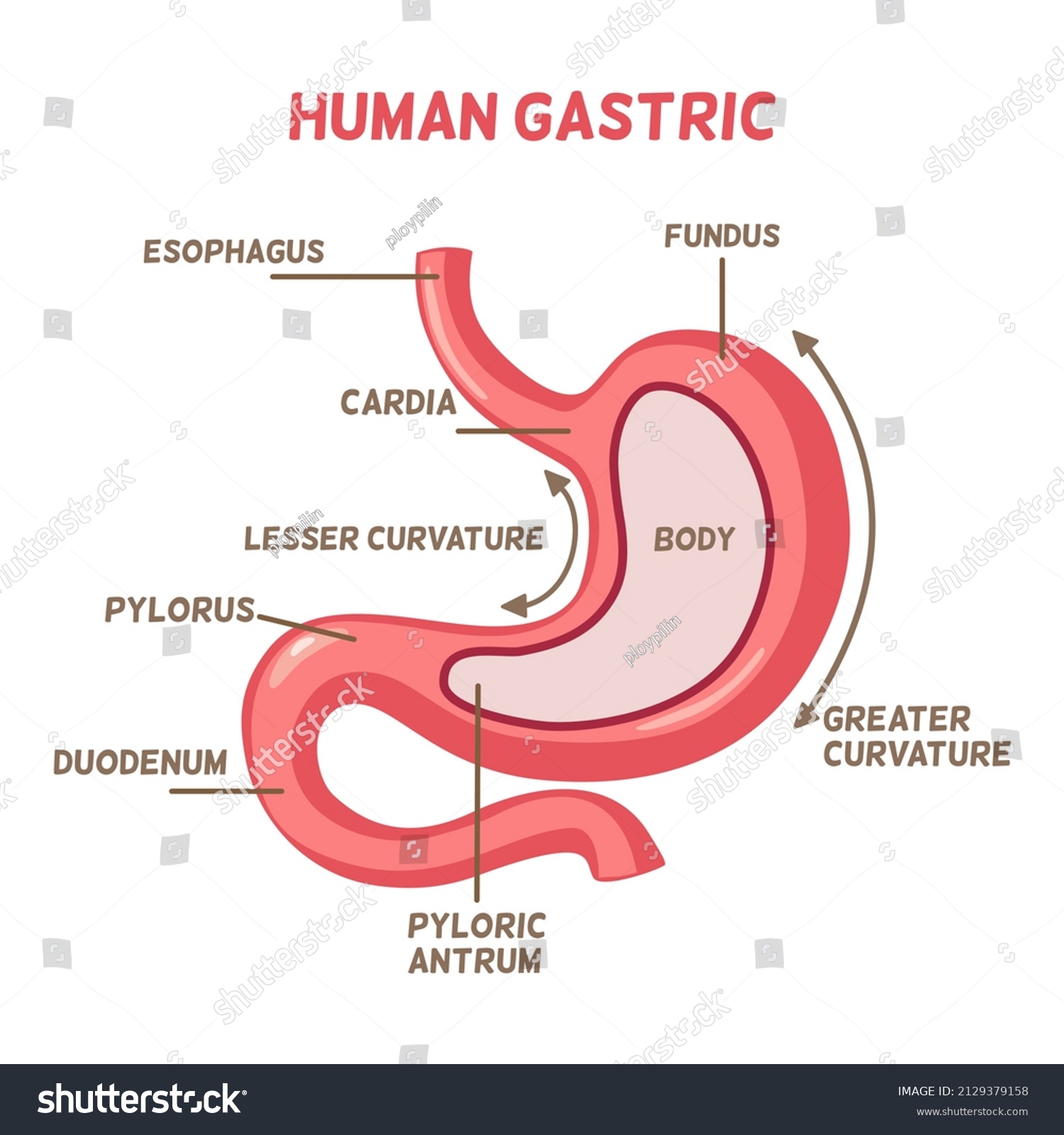 Human Gastric Concept Stomach Point Label Stock Vector (Royalty Free ...