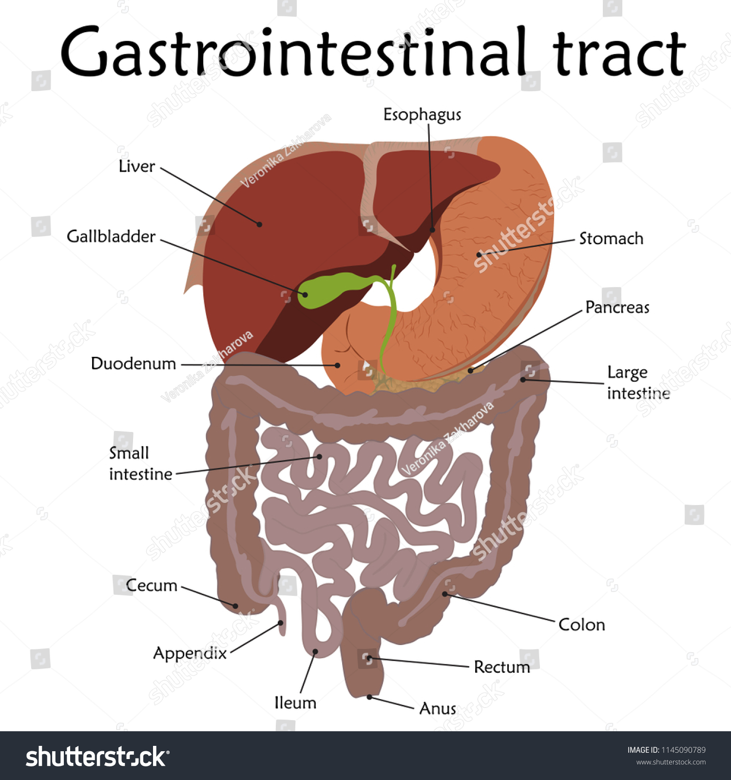 Human Gastrointestinal Tract Description Anatomy Vector Stock Vector Royalty Free 1145090789 2857