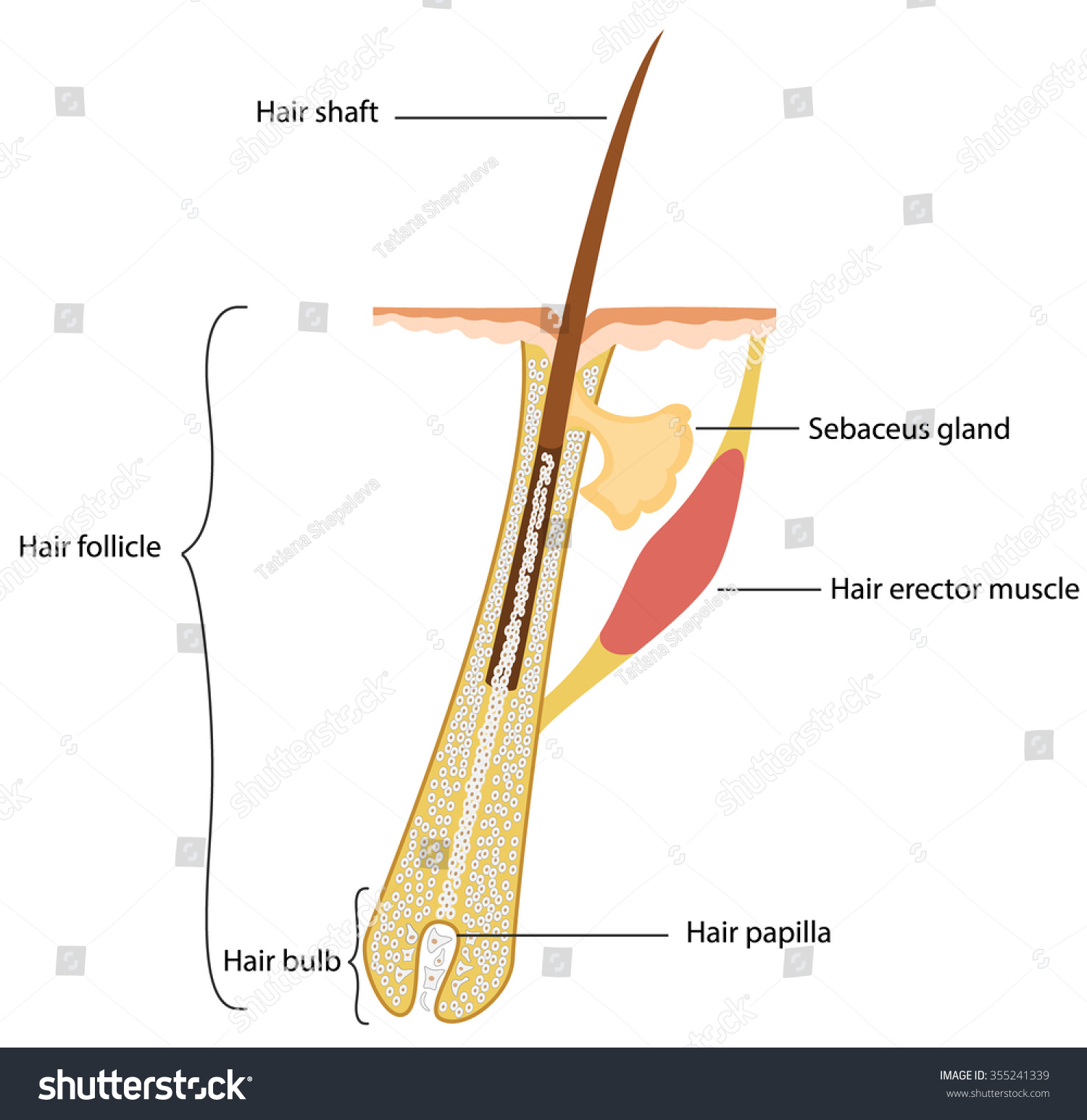 Human Hair Structure Stock Vector Illustration 355241339 : Shutterstock