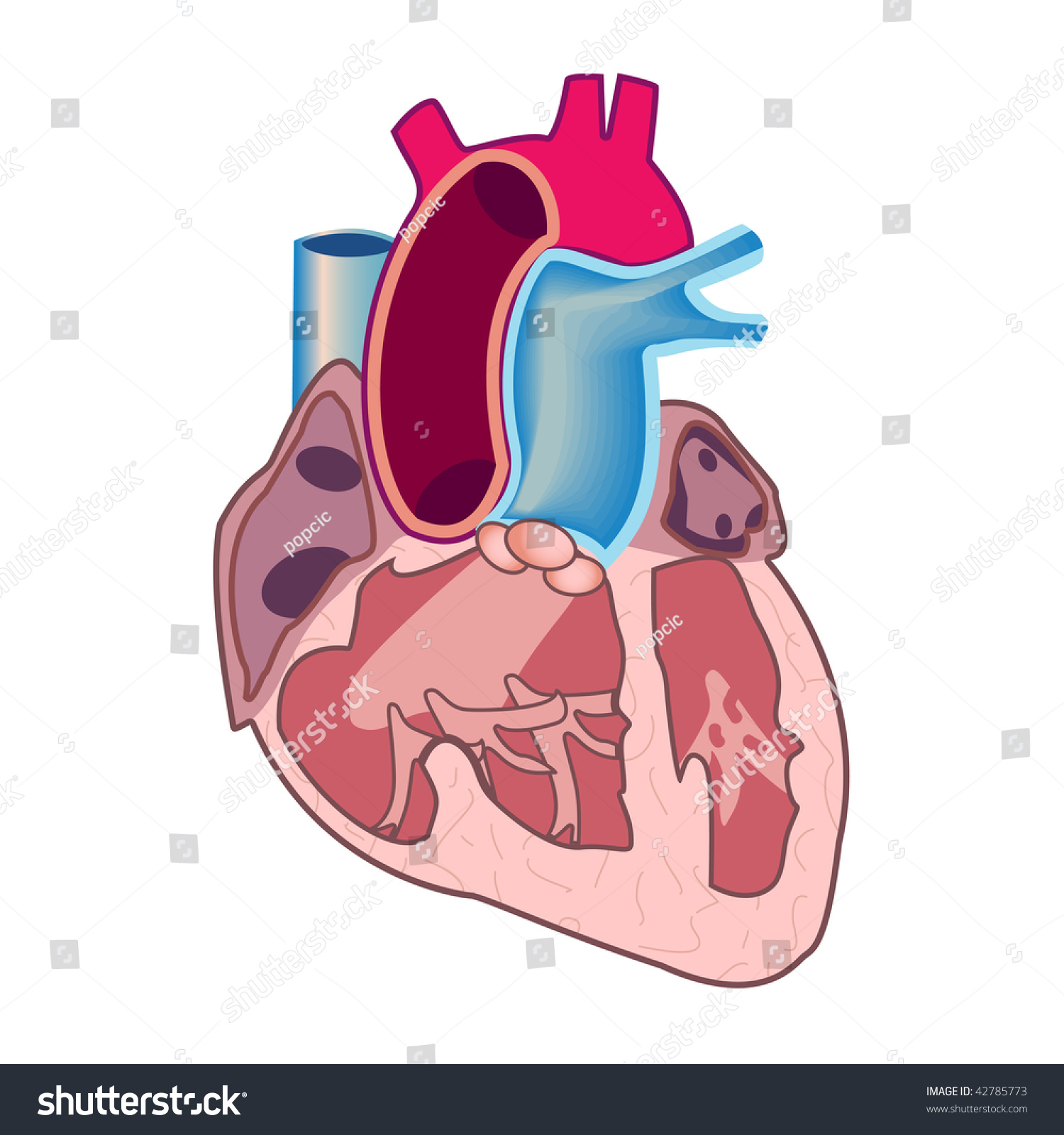 Human Heart Stock Vector Illustration 42785773 : Shutterstock