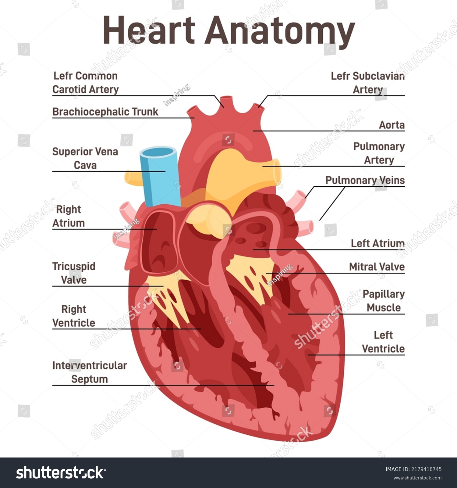 Human Heart Anatomy Cross Sectional Diagram Stock Vector Royalty Free 2179418745 Shutterstock 3947