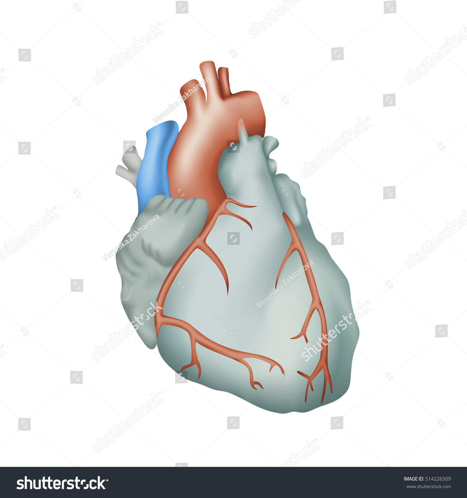Human Heart Anatomy Illustration Colorful Image Stock Vector