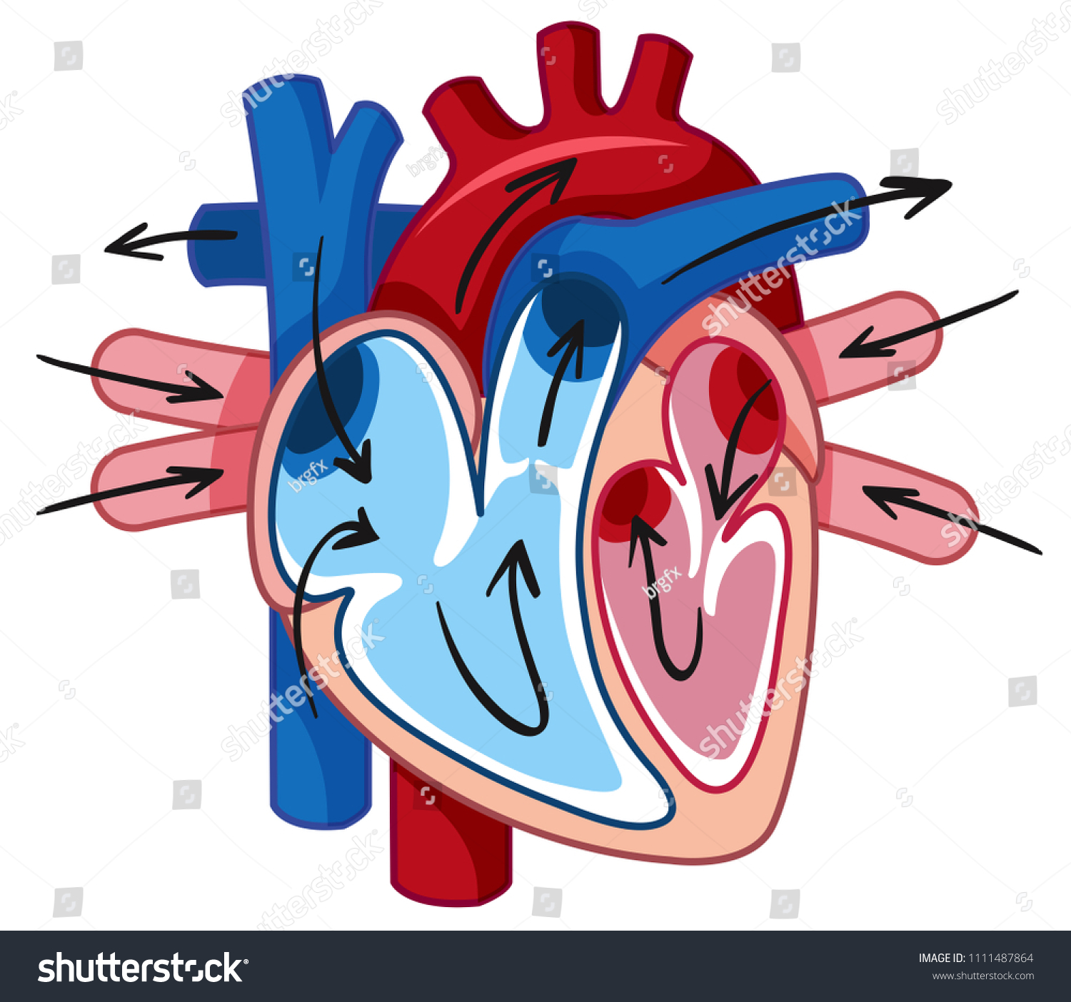 Human Heart Blood Vessel Illustration Stock Vector (royalty Free 