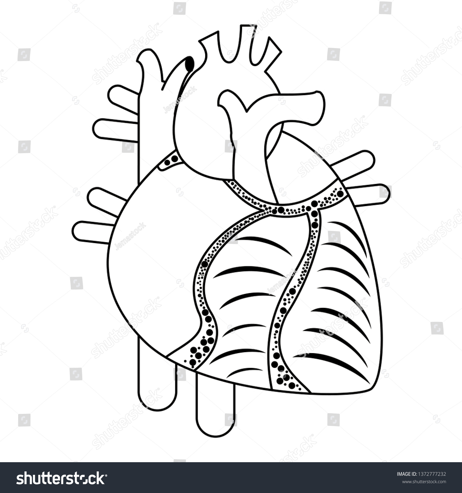 Human Heart Cartoon Isolated Black White Stock Vector (Royalty Free