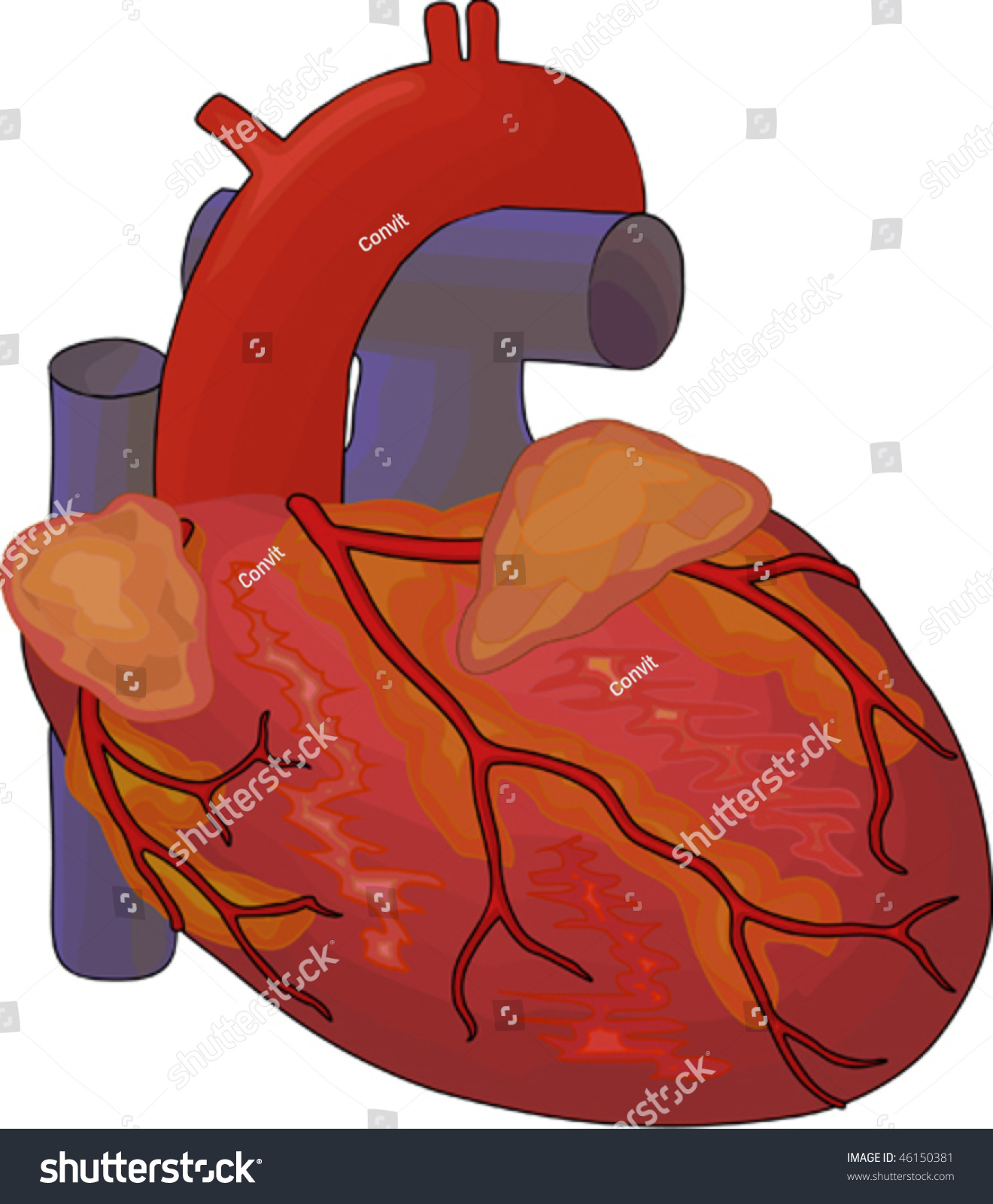 Human Heart Diagram Stock Vector Illustration 46150381 : Shutterstock